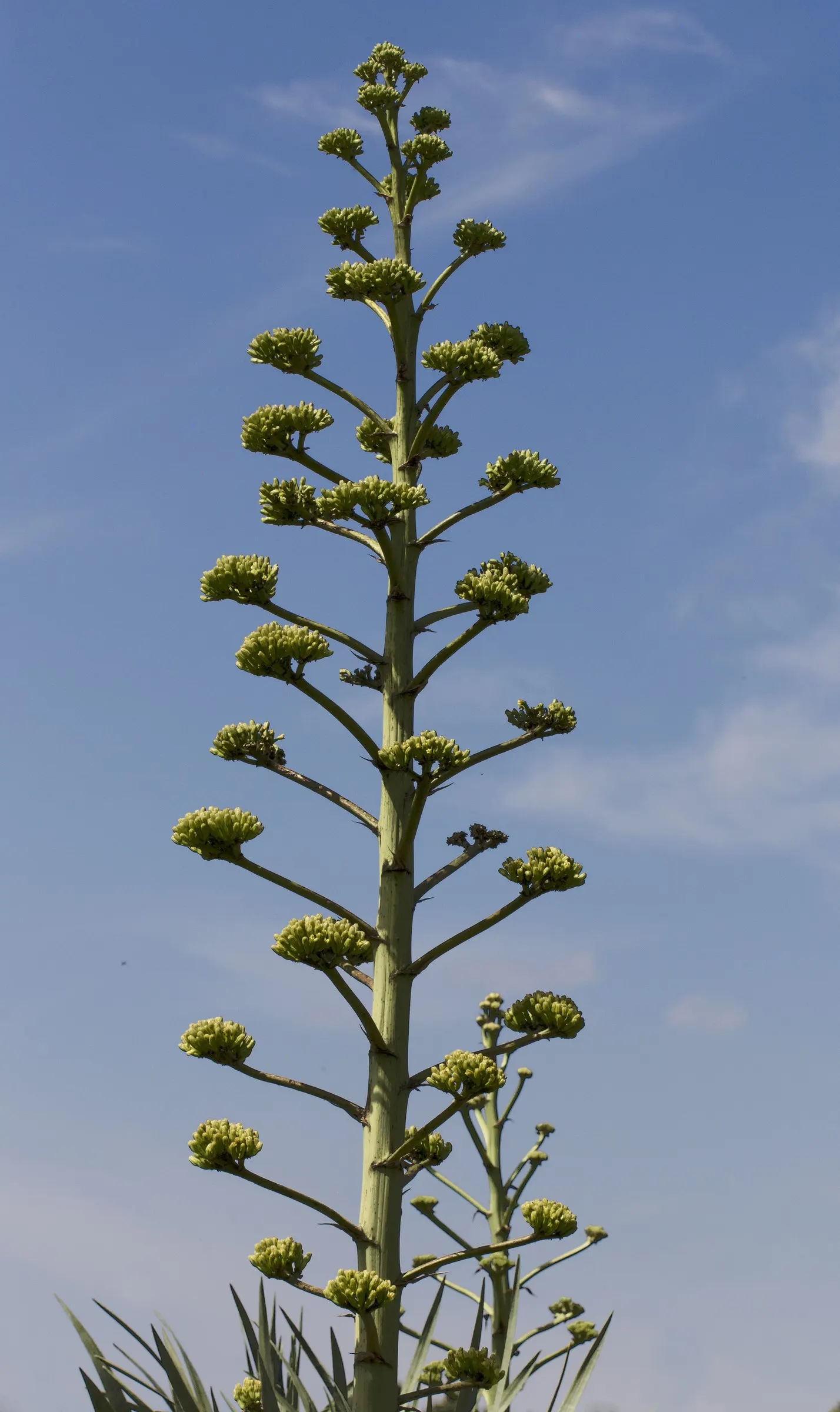Century Plant, Maguey (Agave Americana) — is a remarkable succulent that brings an exotic flair and structural beauty to any landscape; perfect for