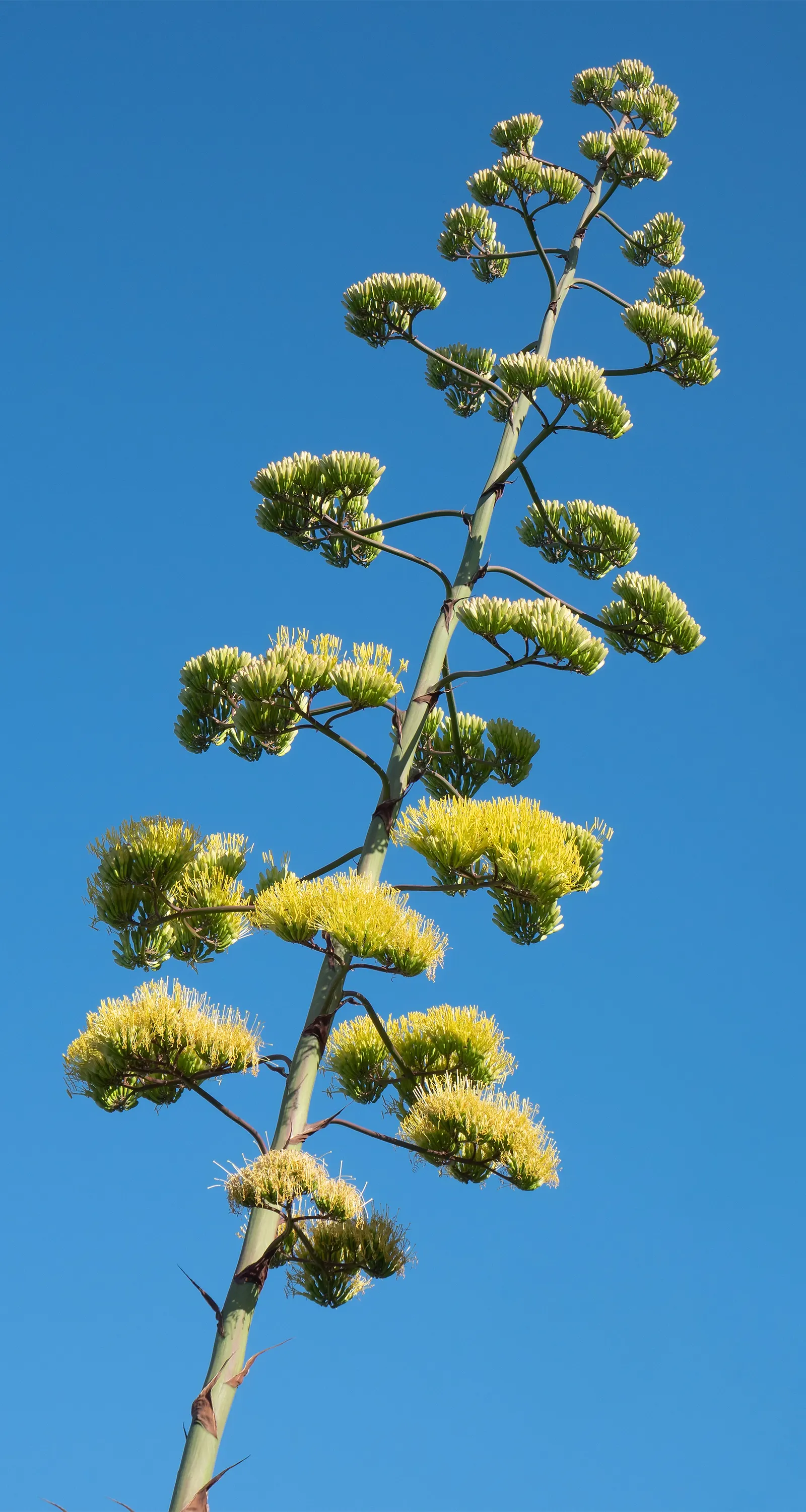 Century Plant, Maguey (Agave Americana) — succulent with yellow blooms; the spectacular flower stalk soars quickly, often reaching heights of up to, image 83