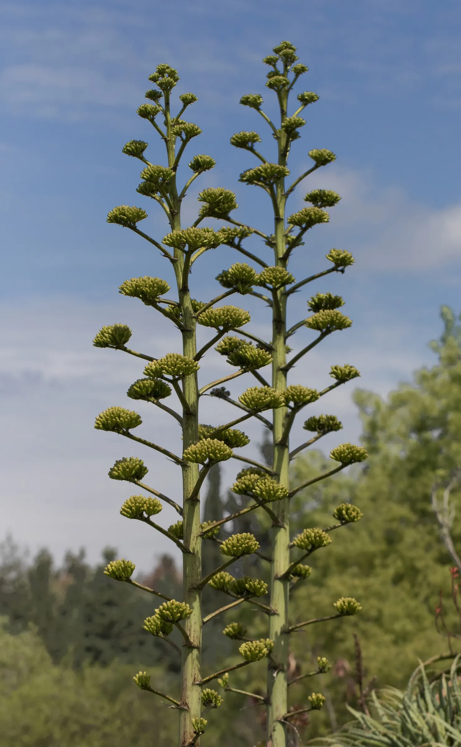 Century Plant, Maguey (Agave Americana) — Its iconic flower spike, soaring to 15-30 ft once in its 10-30-year lifespan, captivates any landscape, image 87