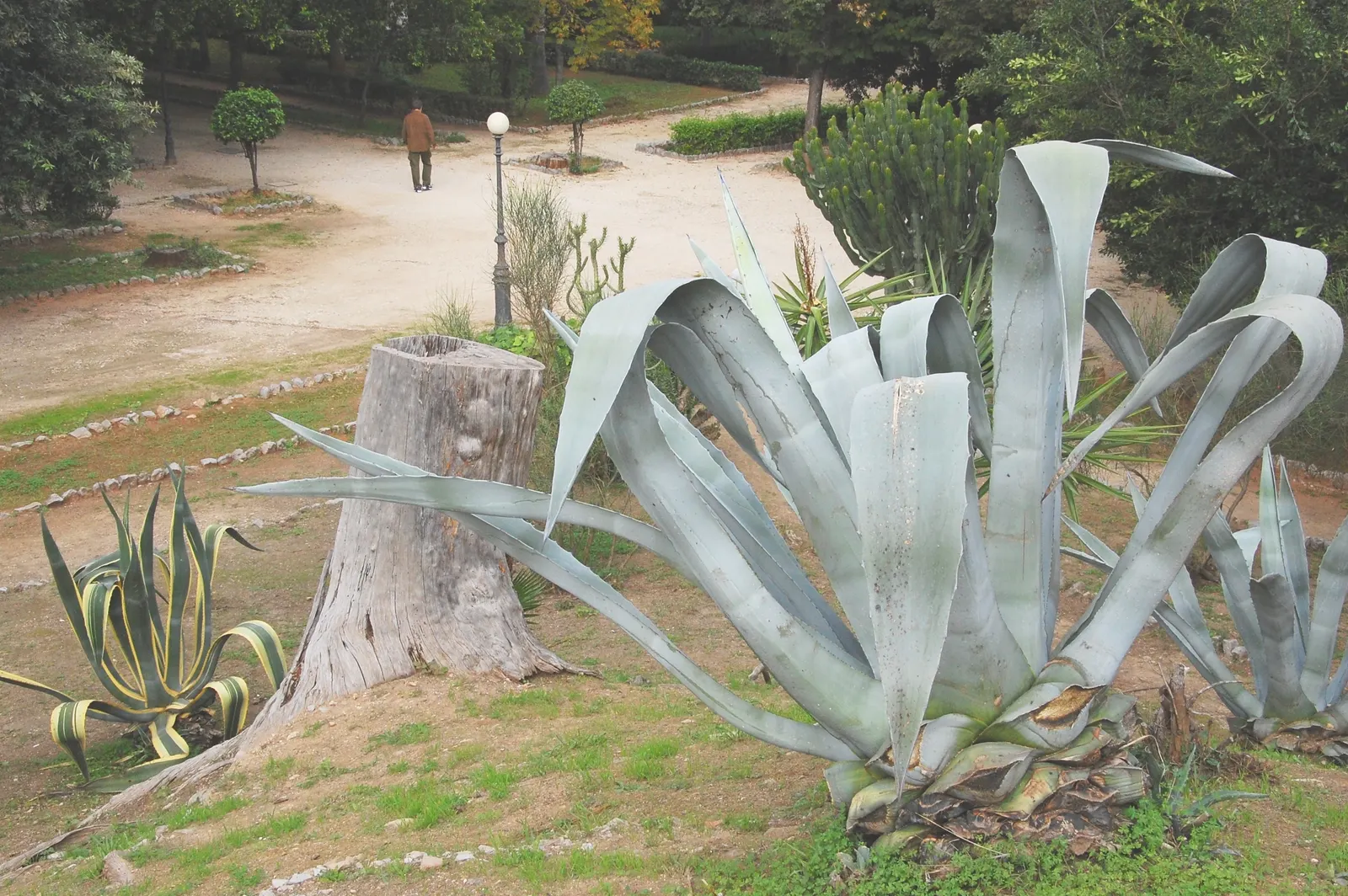 Century Plant, Maguey (Agave Americana) — Contrary to its name, it flowers once in its lifetime, typically between 10 and 30 years; perfect for, image 73