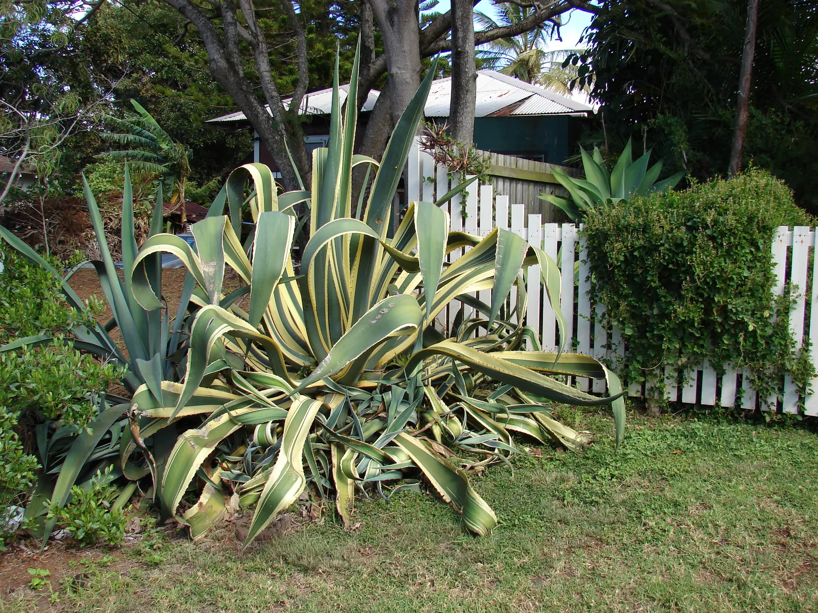 Century Plant, Maguey (Agave Americana) — succulent with yellow blooms; the spectacular flower stalk soars quickly, often reaching heights of up to, image 125