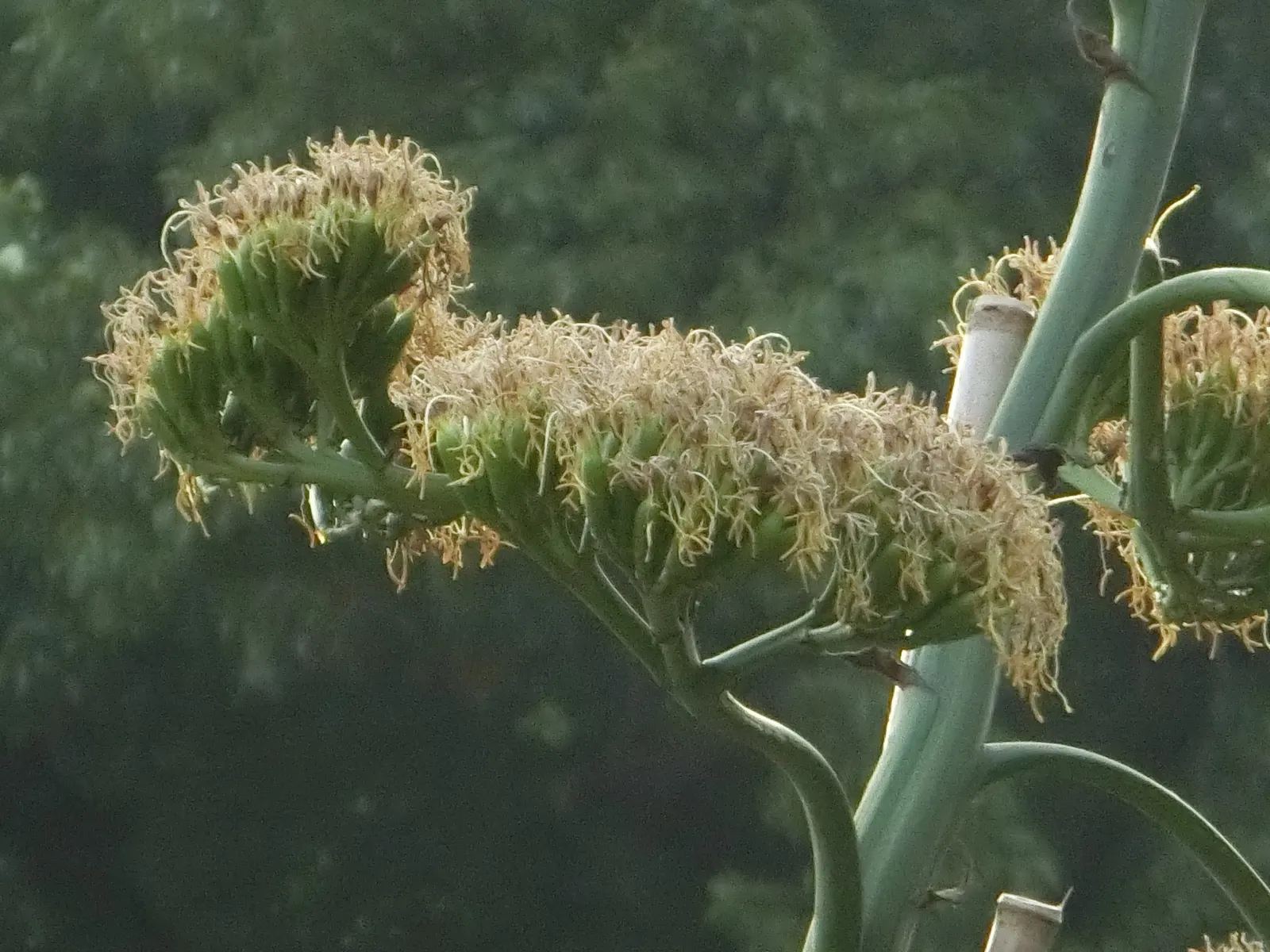 Century Plant, Maguey (Agave Americana) — but not before producing several offshoots around its base; perfect for xeriscaping, it thrives in well-draining soil