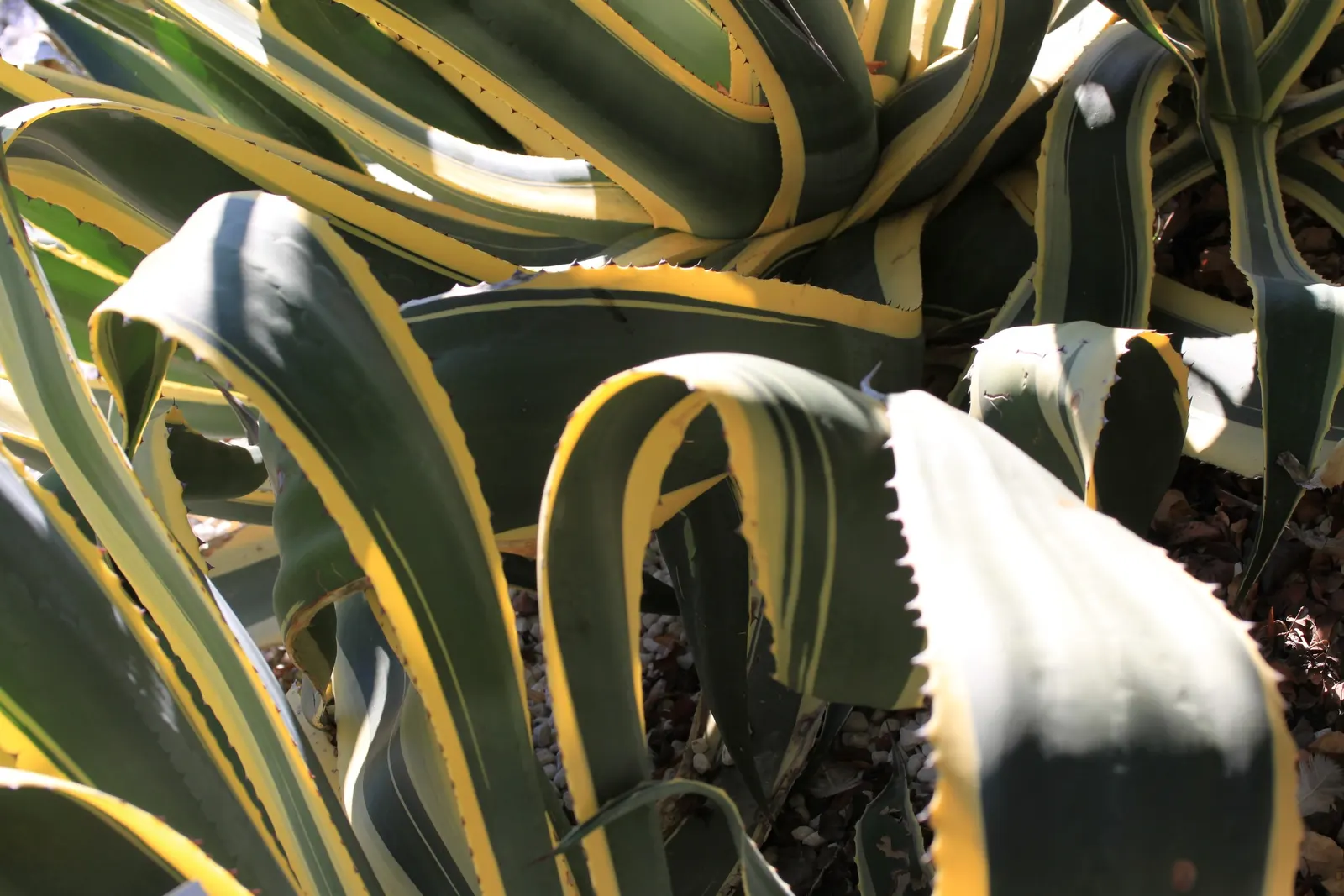 Century Plant, Maguey (Agave Americana) — Given ample space to accommodate its spread; being mindful of pedestrian traffic due to its sharp leaf, image 141