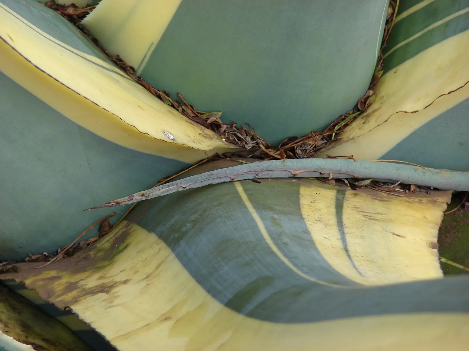 Century Plant, Maguey (Agave Americana) — the plant will gradually die; being mindful of pedestrian traffic due to its sharp leaf tips, image 54