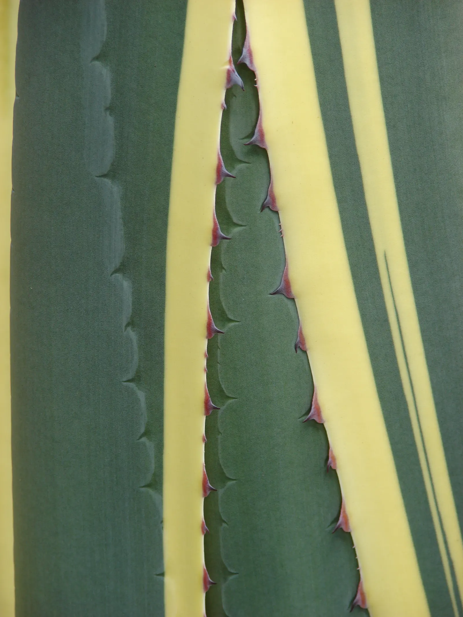 Century Plant, Maguey (Agave Americana) — but not before producing several offshoots around its base; perfect for xeriscaping, it thrives in, image 118