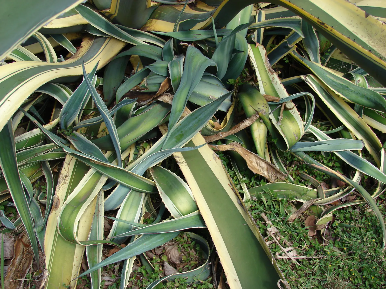 Century Plant, Maguey (Agave Americana) — commonly known as the Century Plant or Maguey; being mindful of pedestrian traffic due to its sharp leaf, image 90