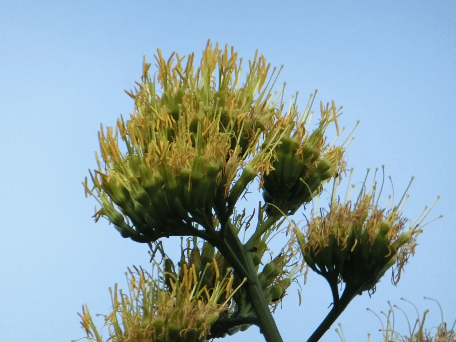 Century Plant, Maguey (Agave Americana) — It thrives in full sun and requires well-draining soil to prevent root rot; the spectacular flower stalk, image 80