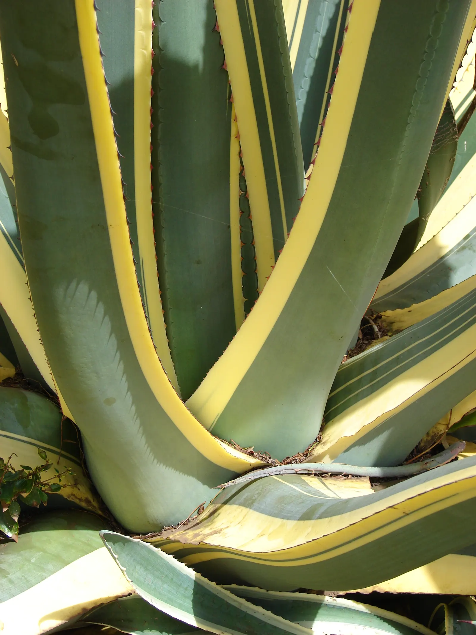 Century Plant, Maguey (Agave Americana) — succulent for full; being mindful of pedestrian traffic due to its sharp leaf tips