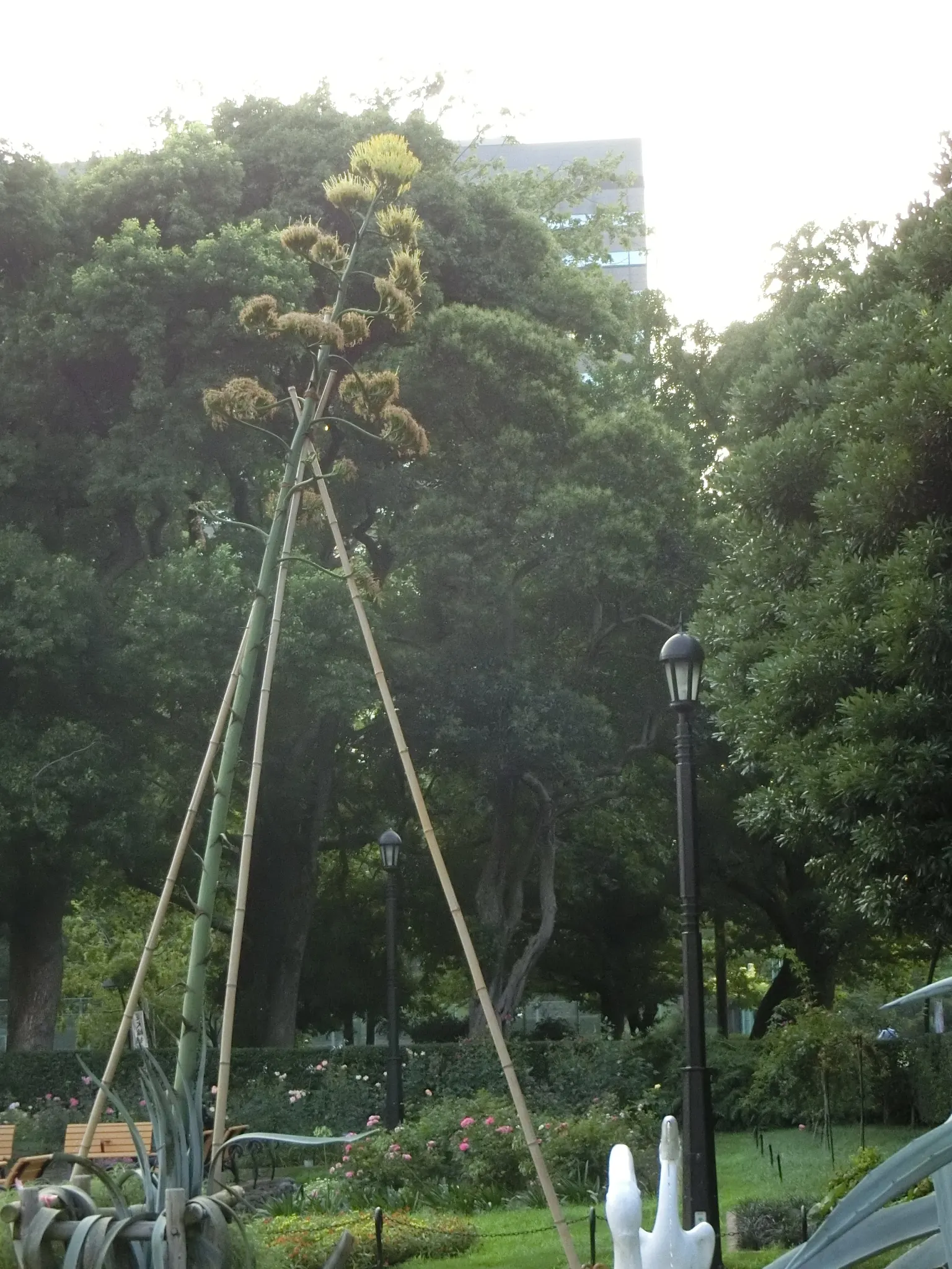 Century Plant, Maguey (Agave Americana) — commonly known as Century Plant or Maguey; perfect for xeriscaping, it thrives in well-draining soil and, image 106