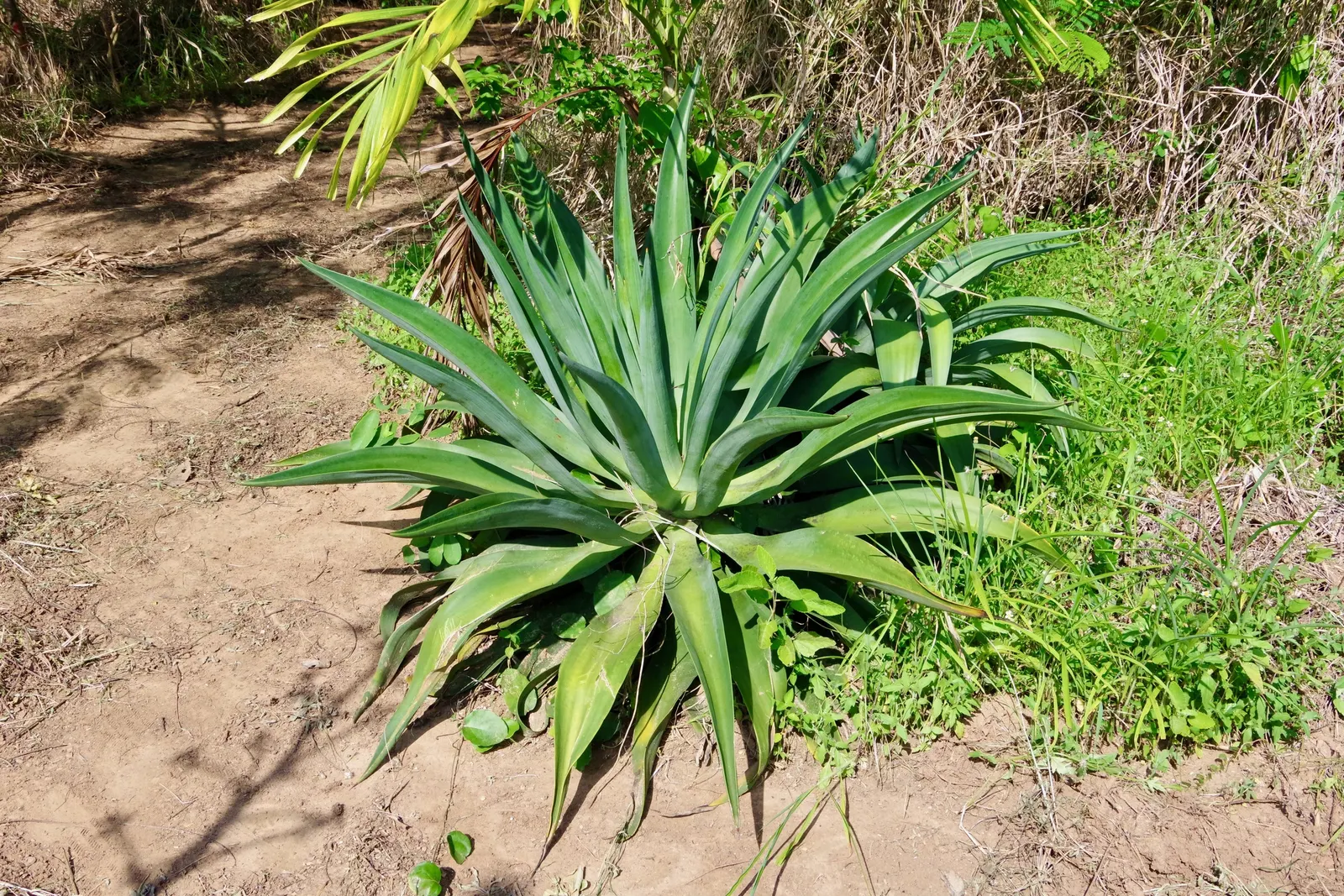 Century Plant, Maguey (Agave Americana) — this low-maintenance and drought-tolerant Agave makes an impressive focal point; perfect for xeriscaping, image 58