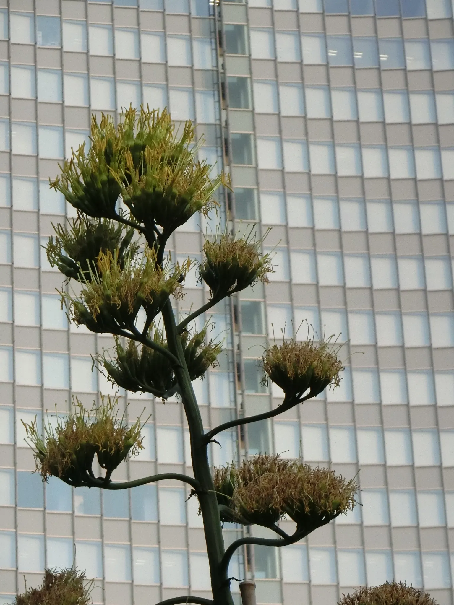 Century Plant, Maguey (Agave Americana) — is a dramatic succulent reaching sizes of 6-10 ft wide with gray to blue-green leaves; the spectacular flower stalk