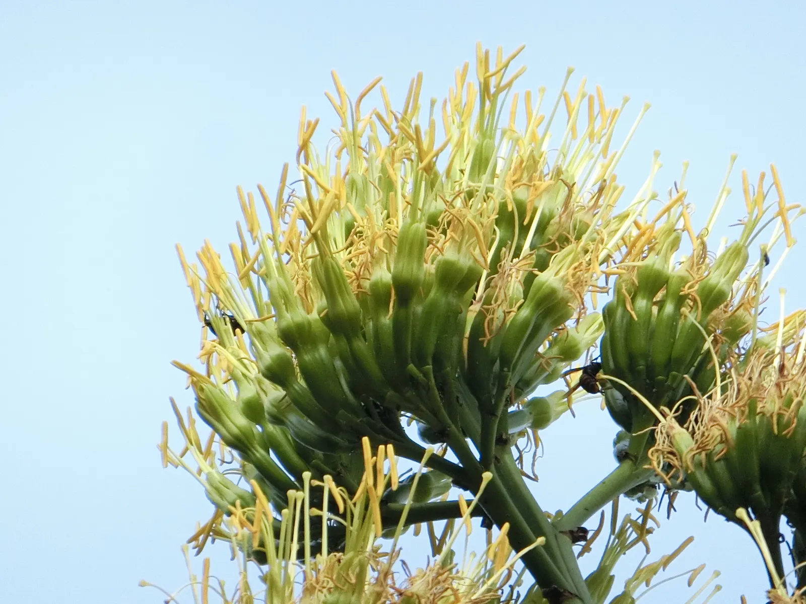 Century Plant, Maguey (Agave Americana) — ensuring progeny to continue its legacy in the garden; the spectacular flower stalk soars quickly, often reaching