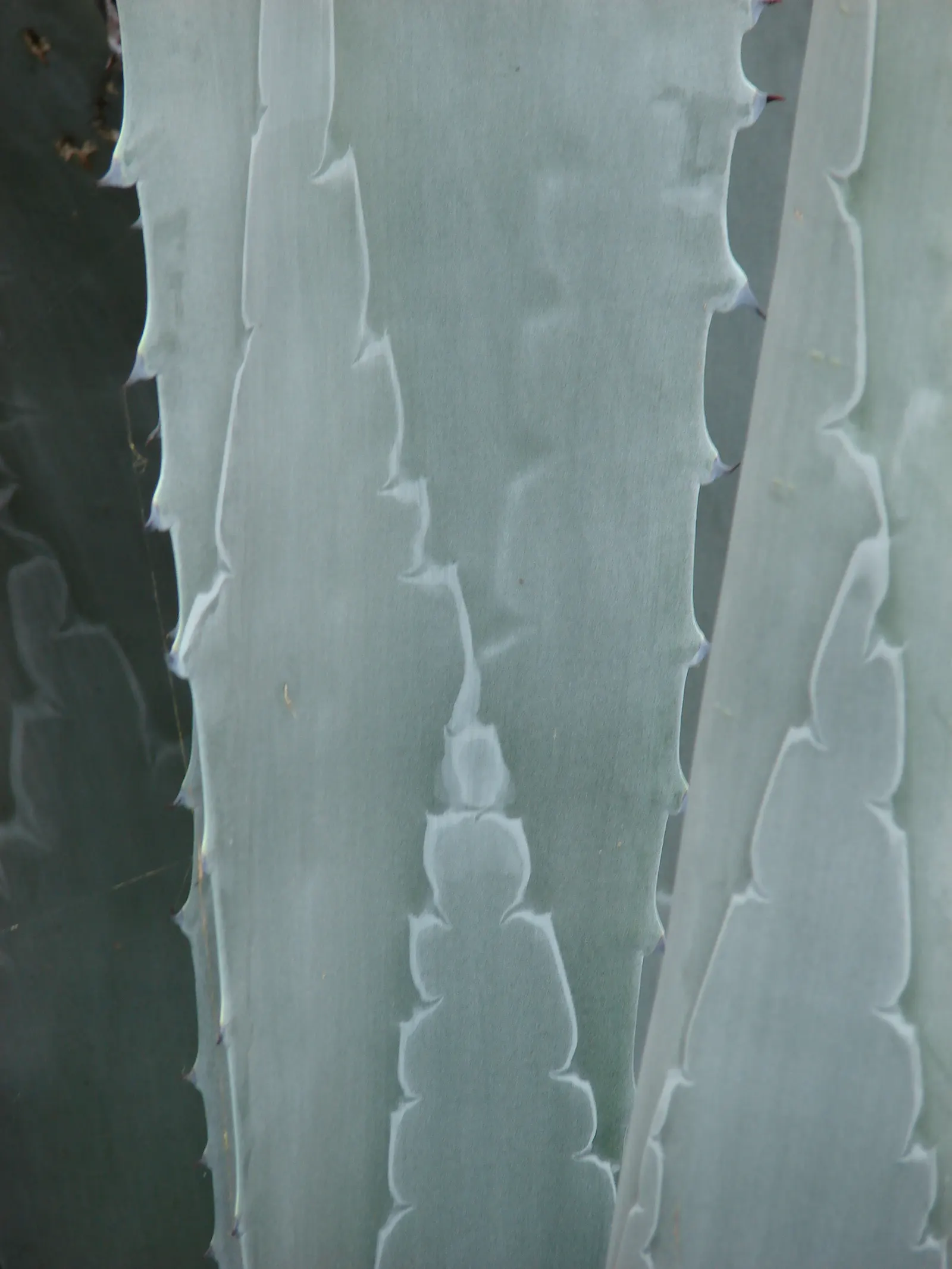Century Plant, Maguey (Agave Americana) — commonly known as the Century Plant or Maguey; being mindful of pedestrian traffic due to its sharp leaf, image 111