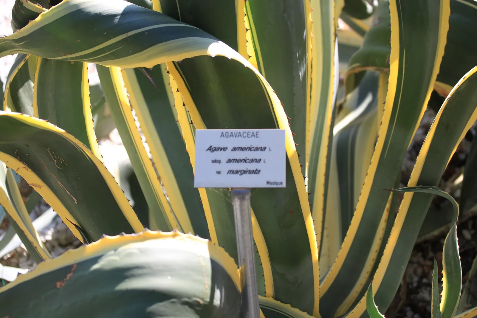 Century Plant, Maguey (Agave Americana) — but not before producing several offshoots around its base; perfect for xeriscaping, it thrives in, image 76
