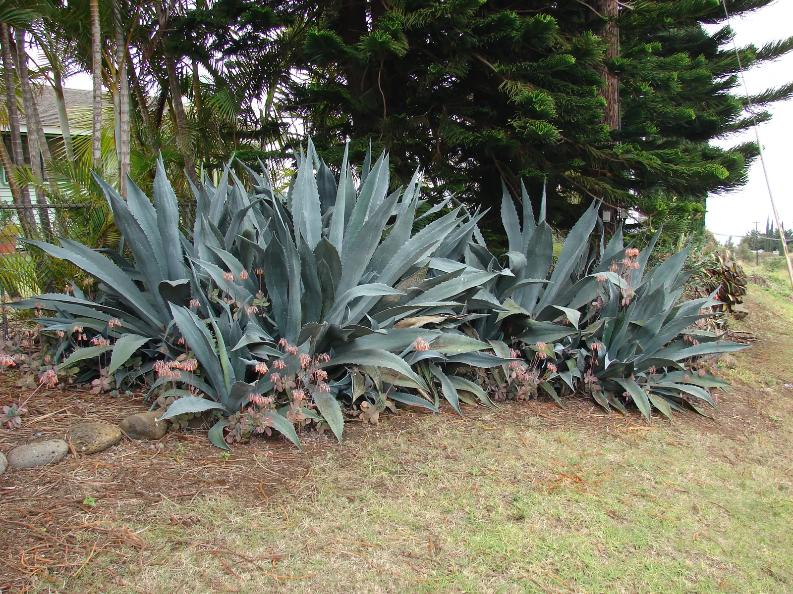 Century Plant, Maguey (Agave Americana) — succulent with yellow blooms; the spectacular flower stalk soars quickly, often reaching heights of up to, image 104