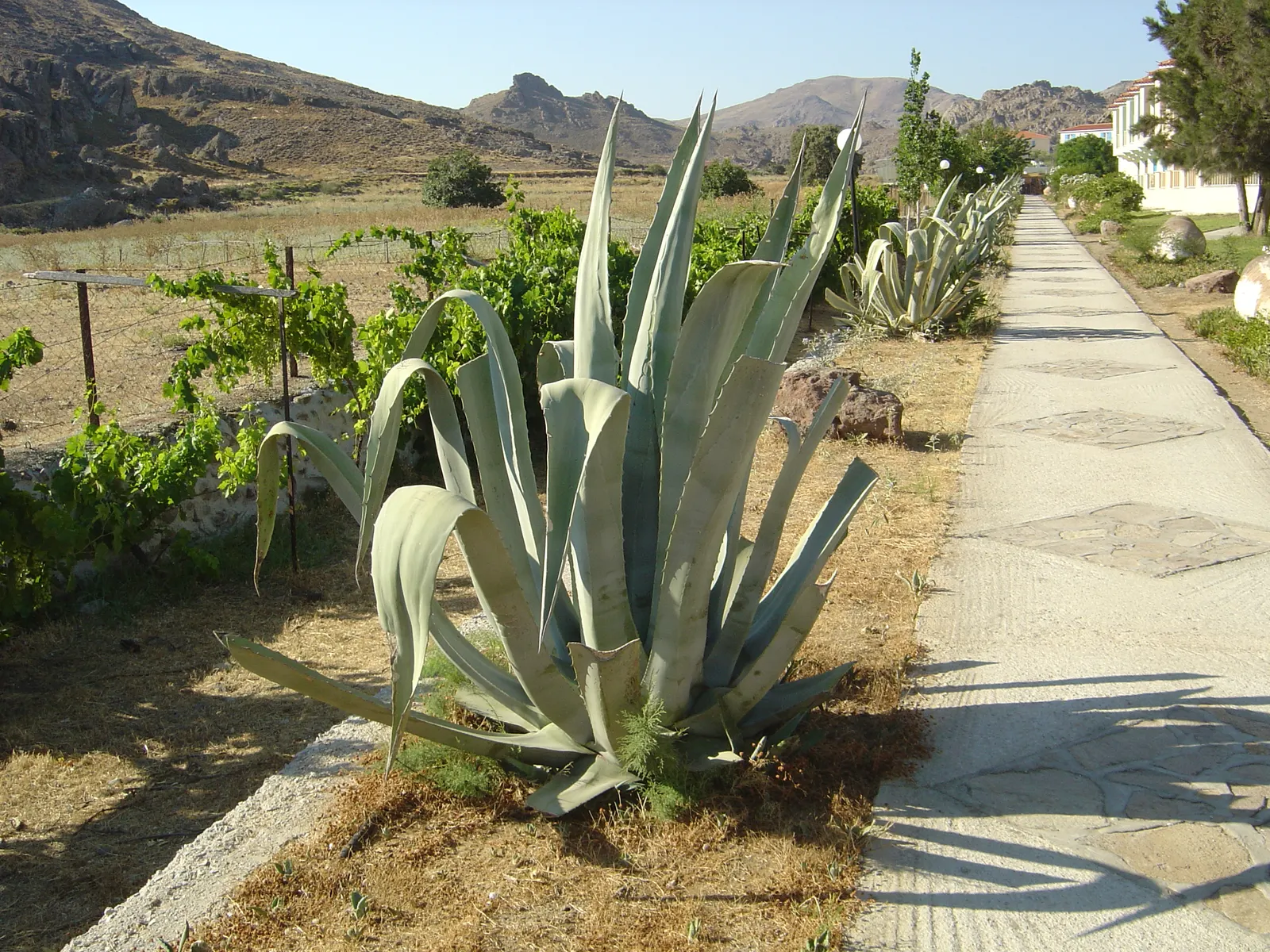 Century Plant, Maguey (Agave Americana) — this low-maintenance and drought-tolerant Agave makes an impressive focal point; perfect for xeriscaping, it thrives