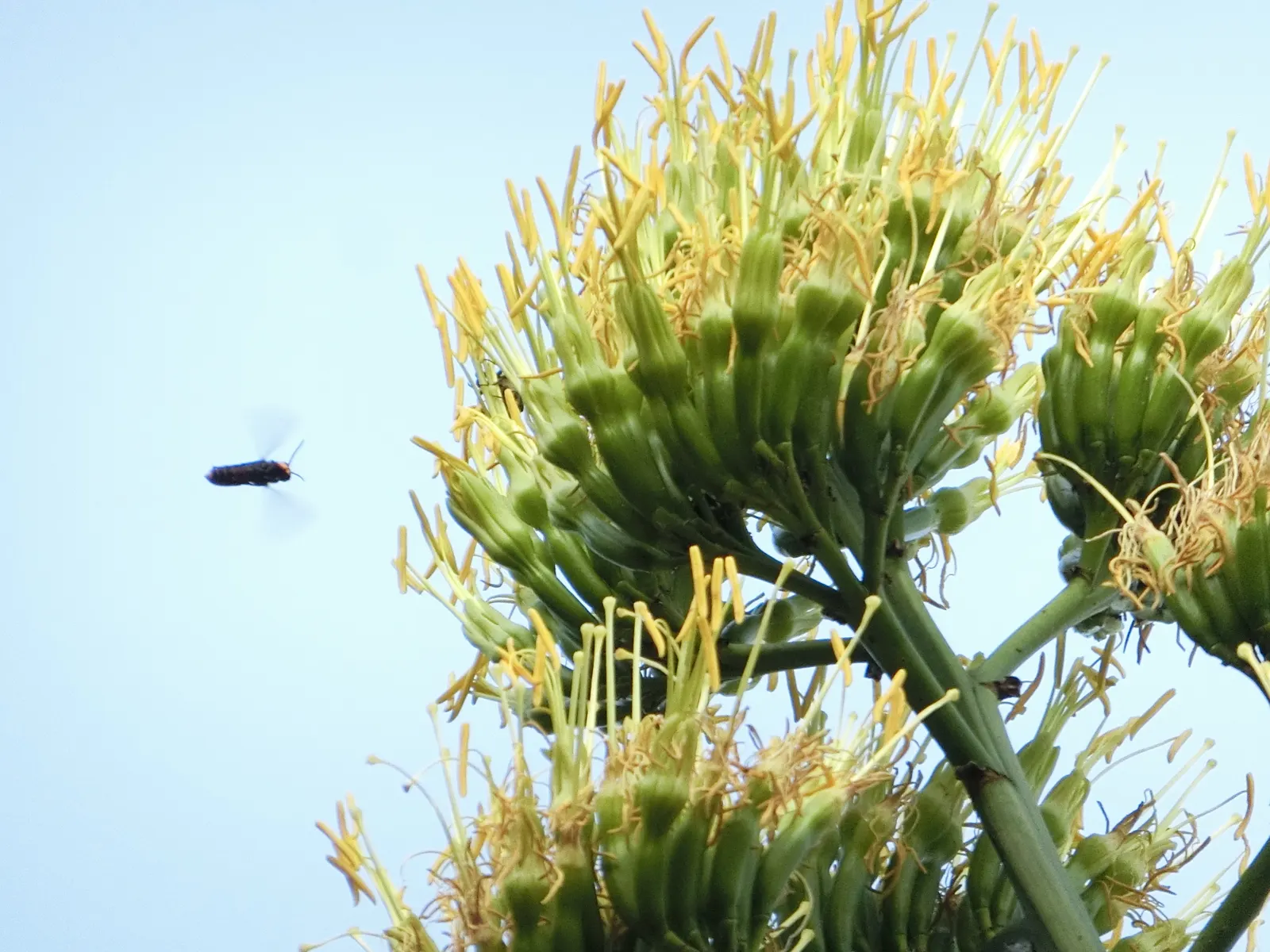 Century Plant, Maguey (Agave Americana) — commonly known as the Century Plant or Maguey; being mindful of pedestrian traffic due to its sharp leaf, image 69