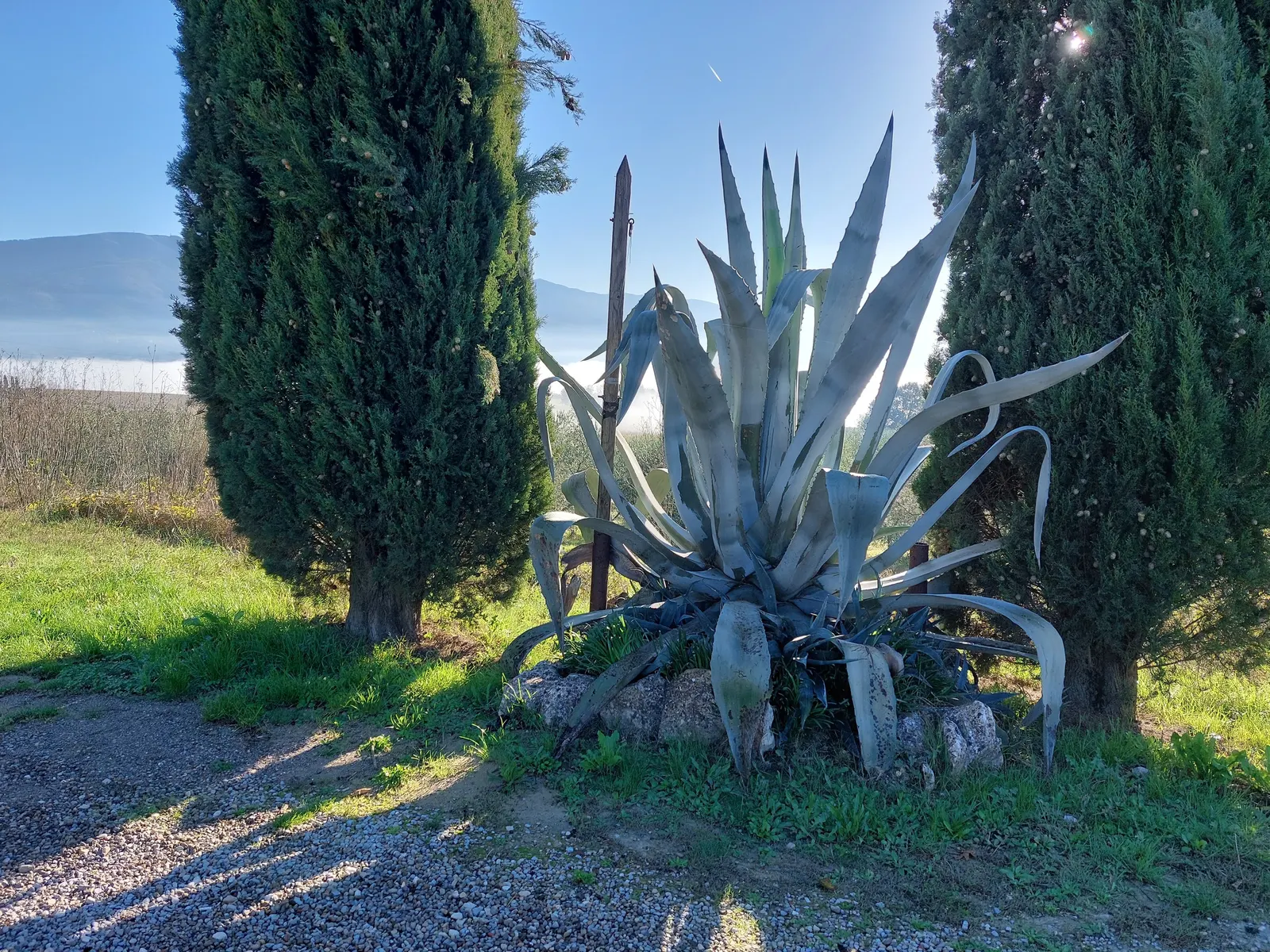 Century Plant, Maguey (Agave Americana) — succulent with yellow blooms; the spectacular flower stalk soars quickly, often reaching heights of up to 15-30 feet