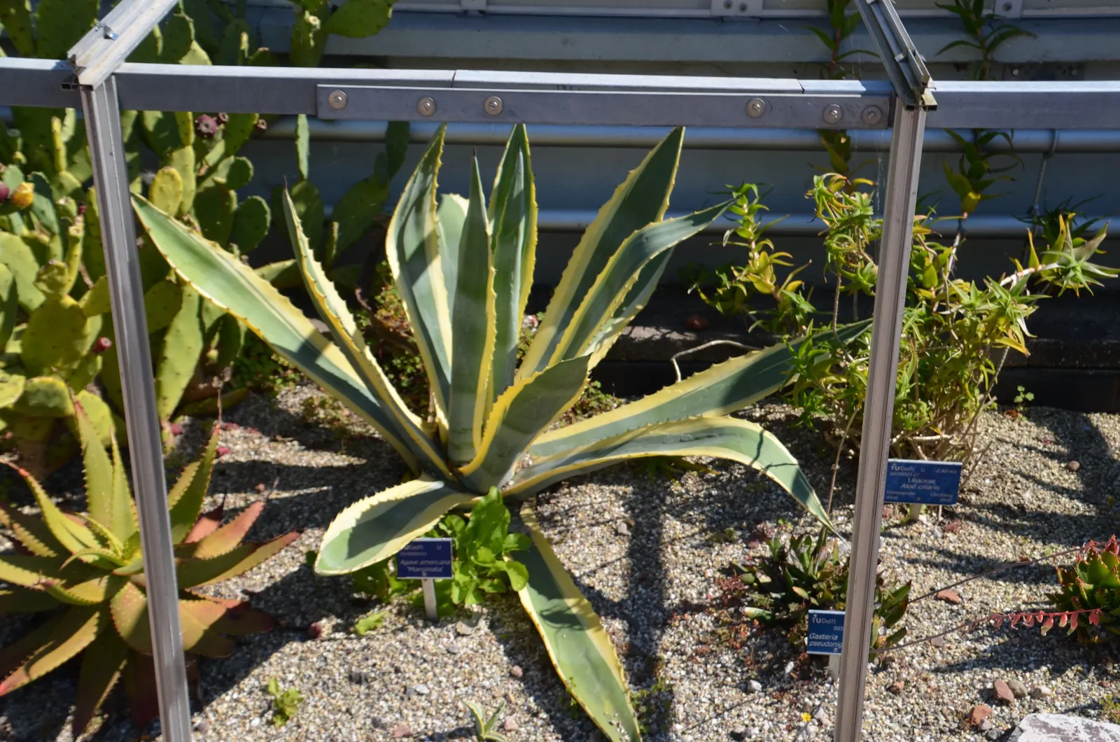 Century Plant, Maguey (Agave Americana) — Perfect for xeriscaping, it thrives in well-draining soil and full sun, requiring minimal water