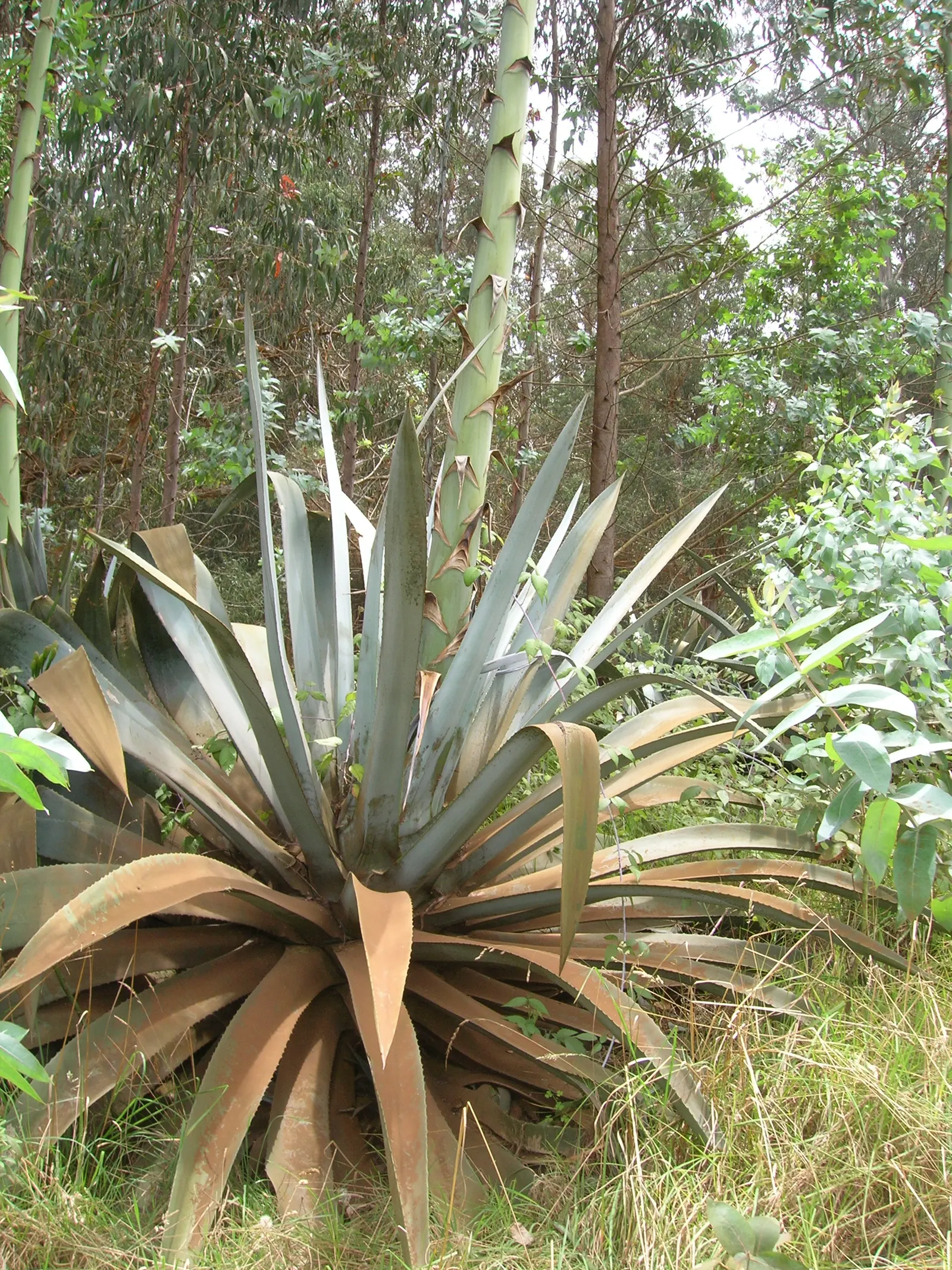 Century Plant, Maguey (Agave Americana) — Spacing is crucial due to size and sharp spines; the spectacular flower stalk soars quickly, often, image 68