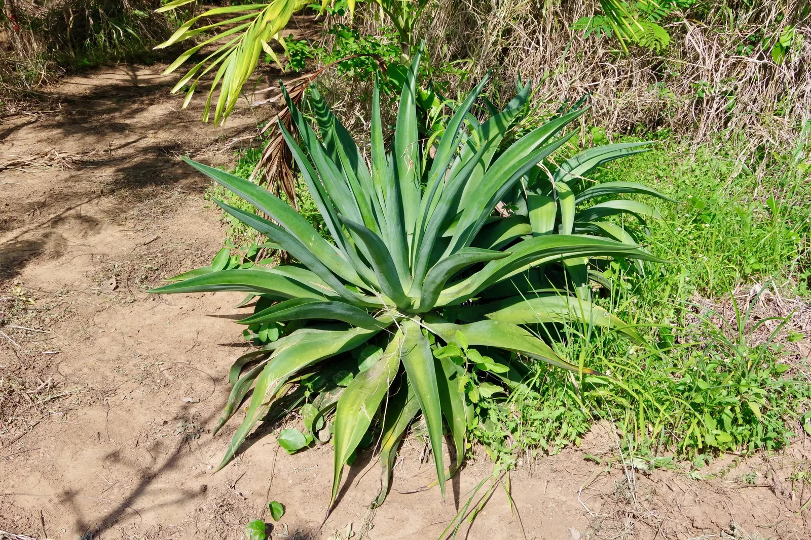 Century Plant, Maguey (Agave Americana) — Contrary to its name, it flowers once in its lifetime, typically between 10 and 30 years; perfect for, image 136