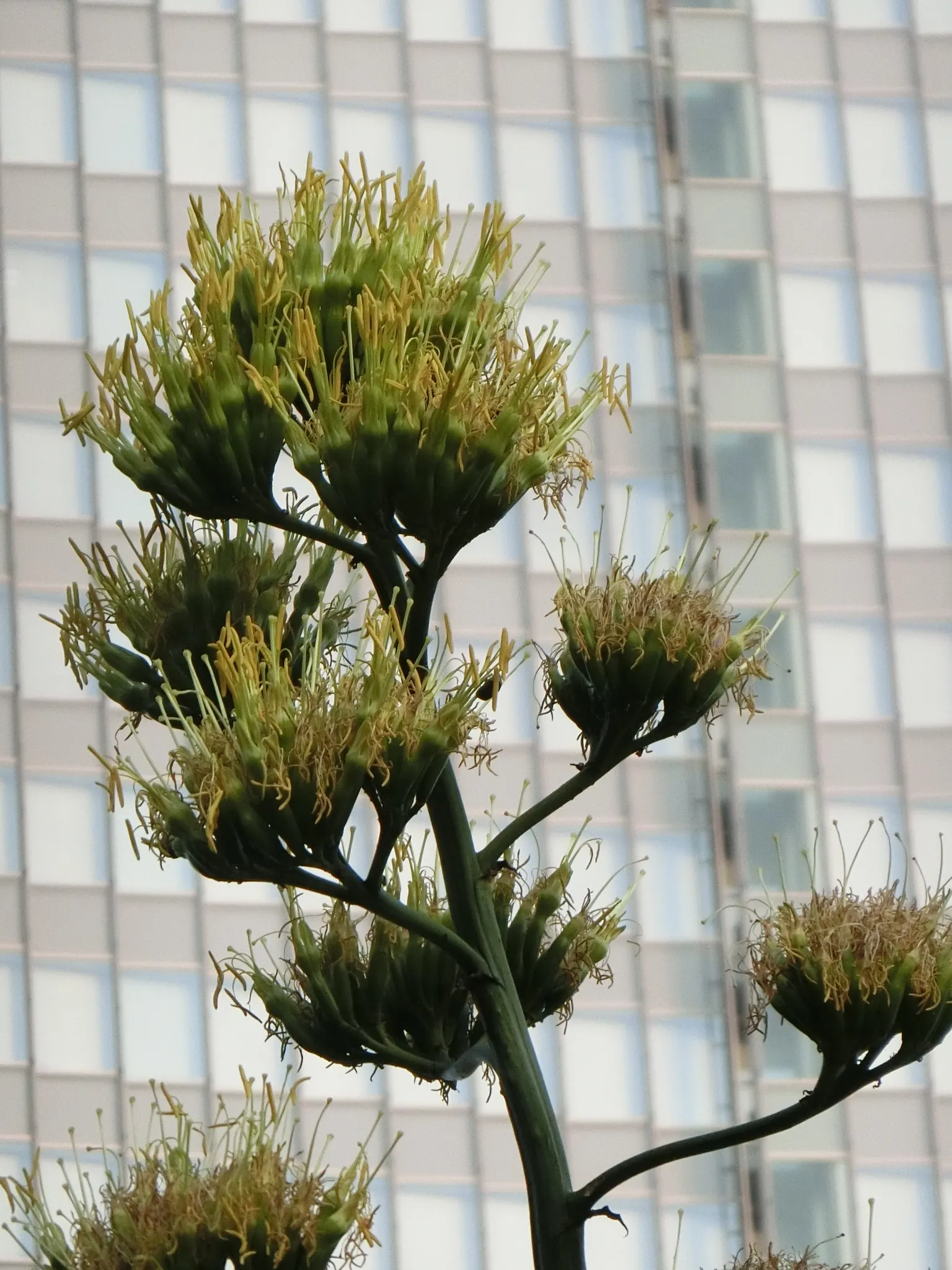 Century Plant, Maguey (Agave Americana) — is a dramatic succulent reaching sizes of 6-10 ft wide with gray to blue-green leaves