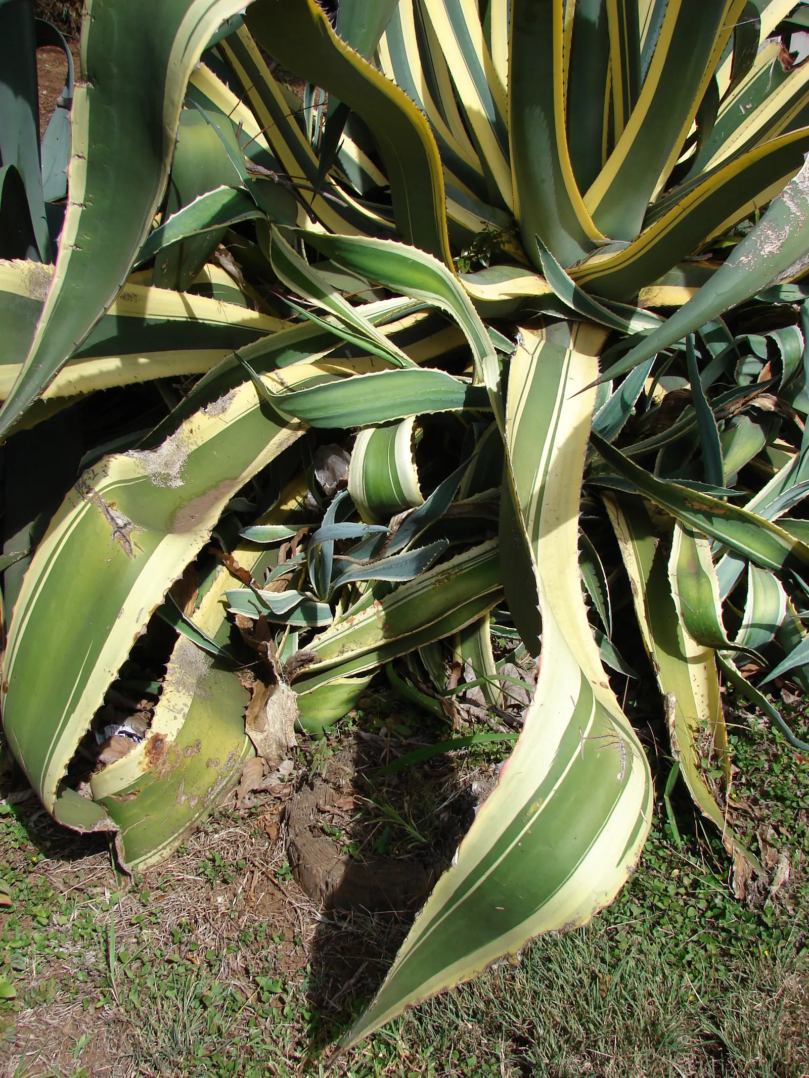 Century Plant, Maguey (Agave Americana) — being mindful of pedestrian traffic due to its sharp leaf tips, image 102