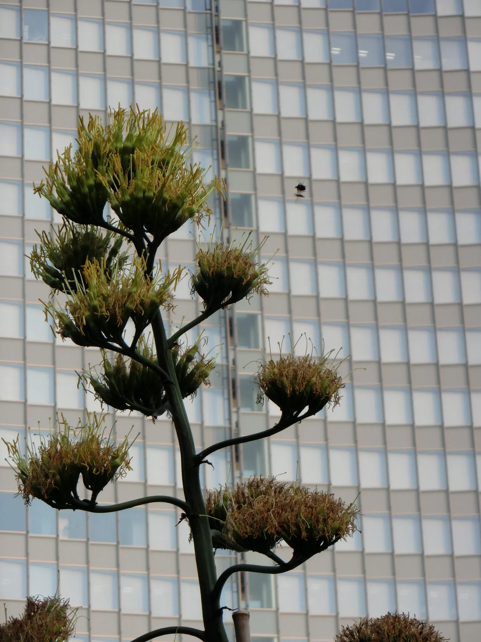 Century Plant, Maguey (Agave Americana) — succulent with yellow blooms; the spectacular flower stalk soars quickly, often reaching heights of up to, image 62