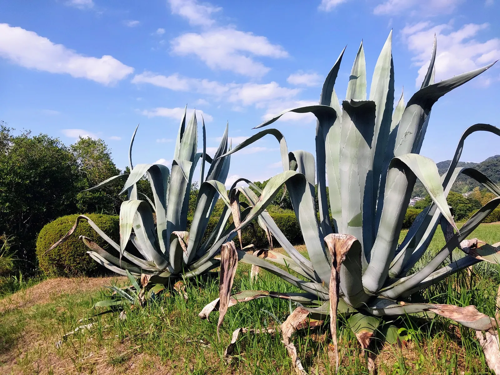 Century Plant, Maguey (Agave Americana) — Perfect for xeriscaping, it thrives in well-draining soil and full sun, requiring minimal water, image 130
