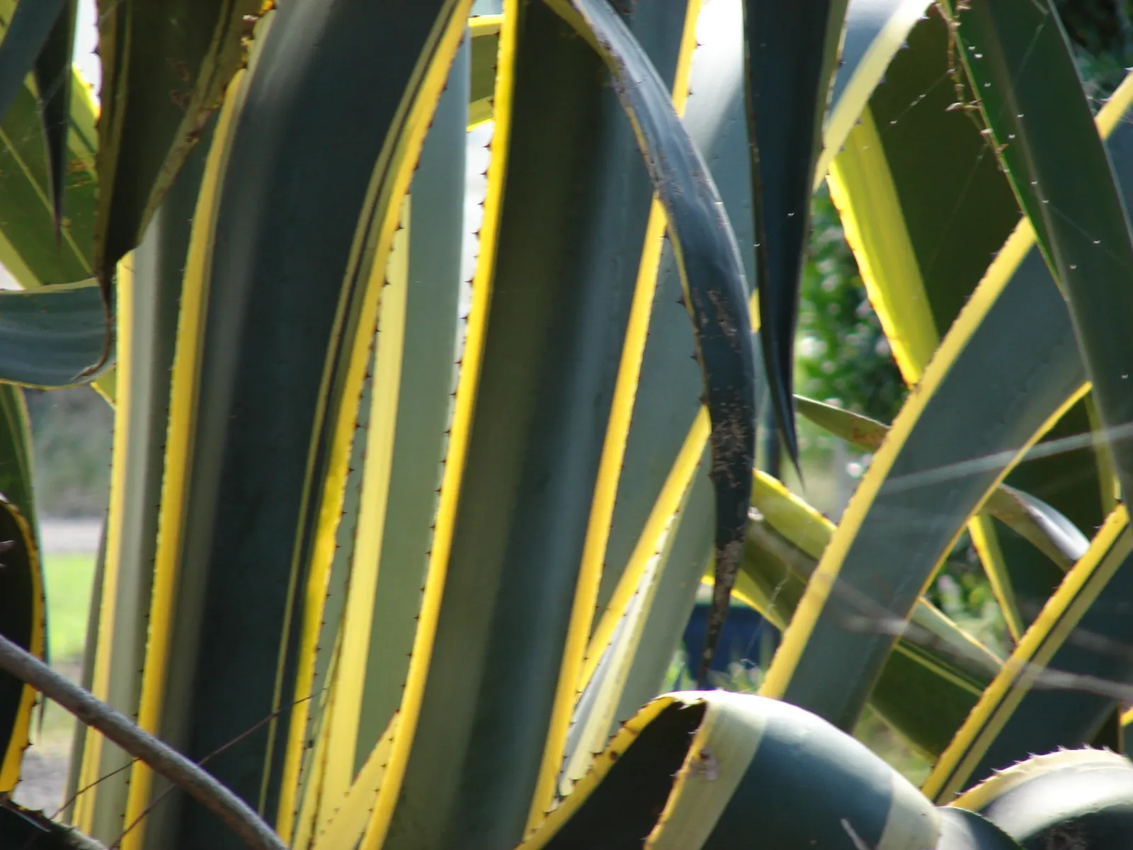 Century Plant, Maguey (Agave Americana) — succulent for full; being mindful of pedestrian traffic due to its sharp leaf tips, image 63