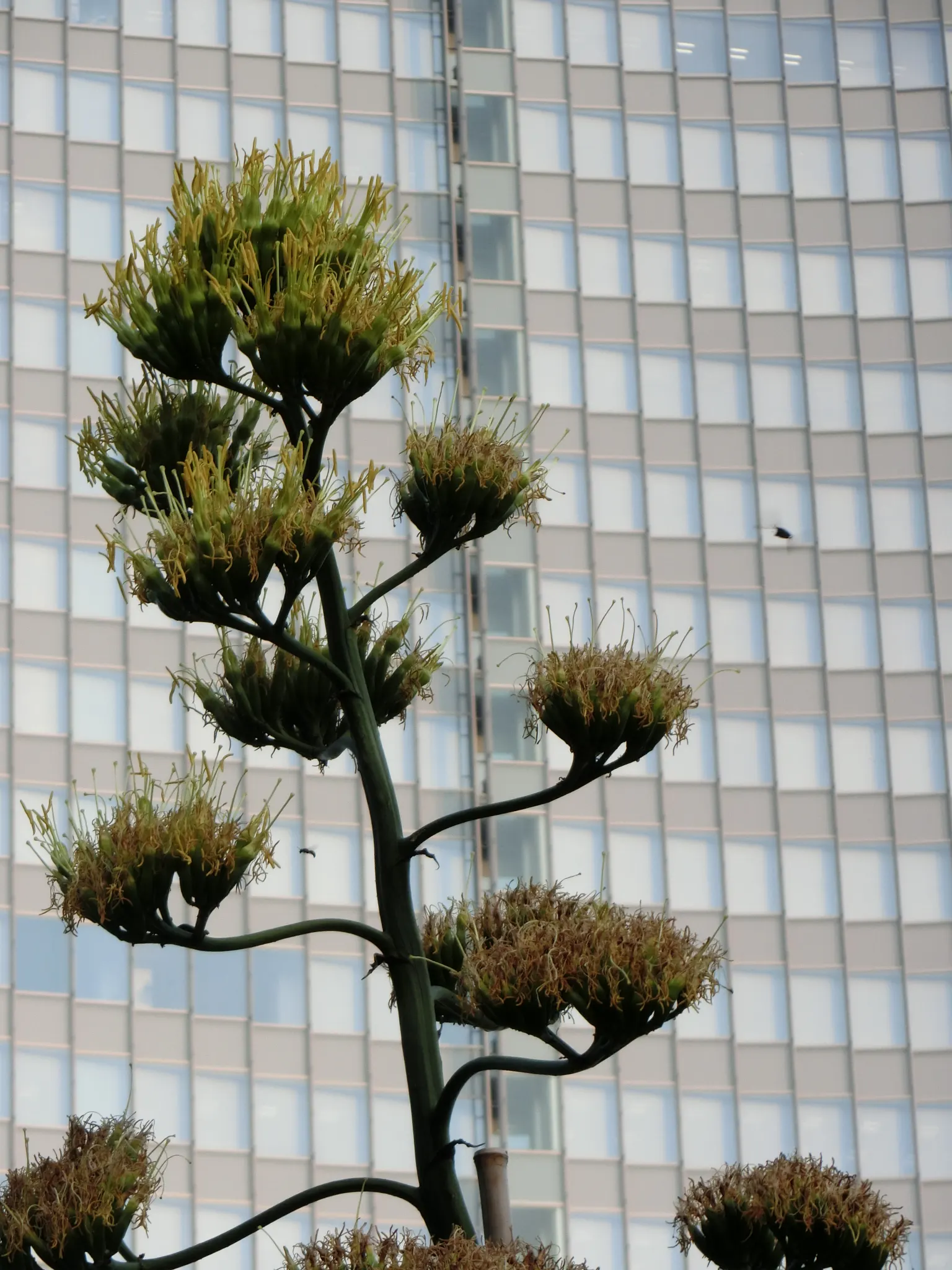 Century Plant, Maguey (Agave Americana) — is a remarkable succulent that brings an exotic flair and structural beauty to any landscape; perfect for, image 70