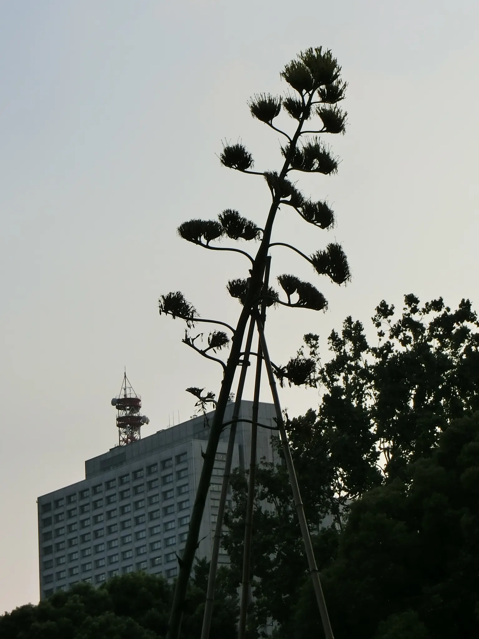 Century Plant, Maguey (Agave Americana) — being mindful of pedestrian traffic due to its sharp leaf tips