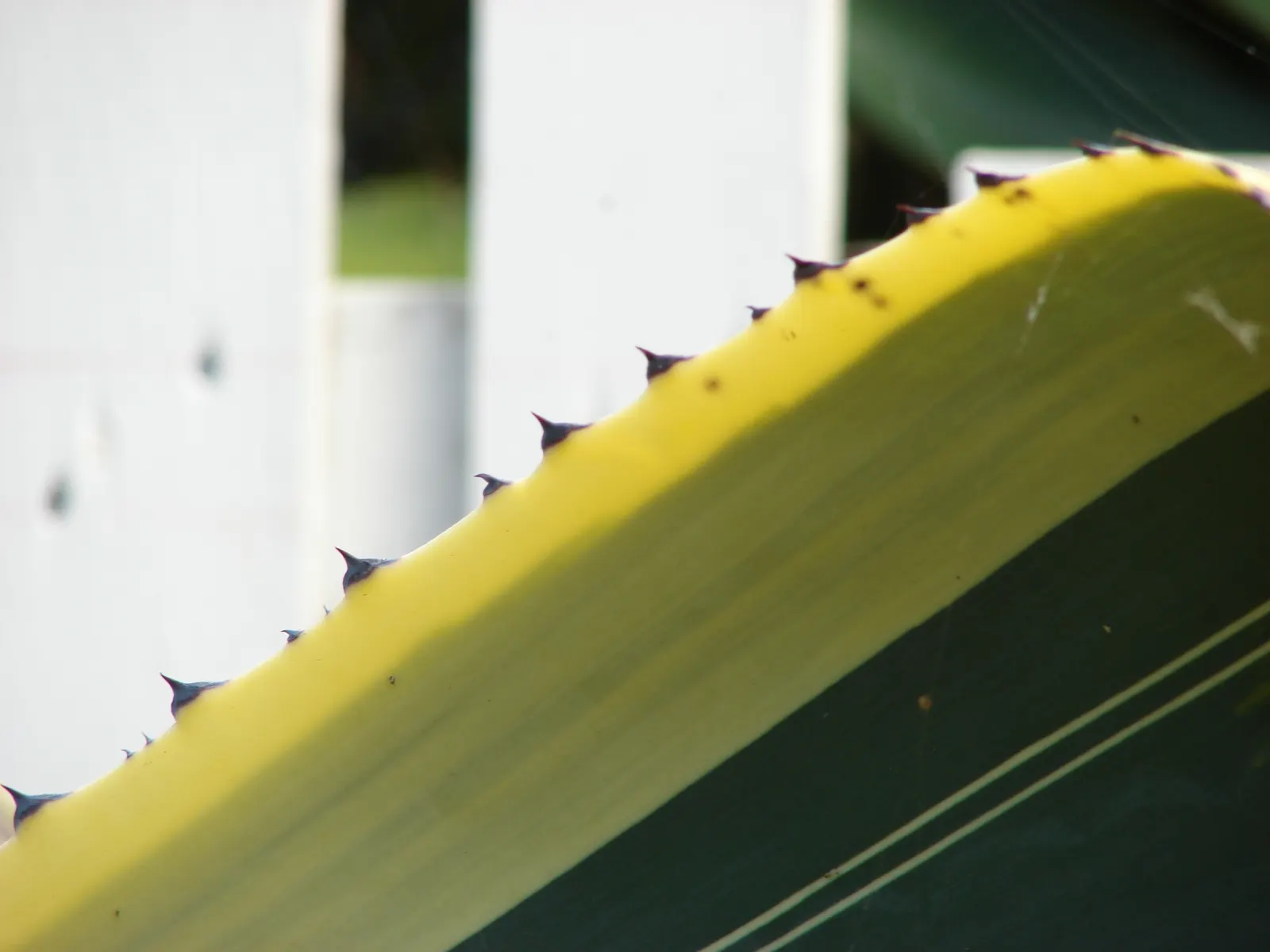 Century Plant, Maguey (Agave Americana) — ensuring progeny to continue its legacy in the garden; the spectacular flower stalk soars quickly, often, image 77