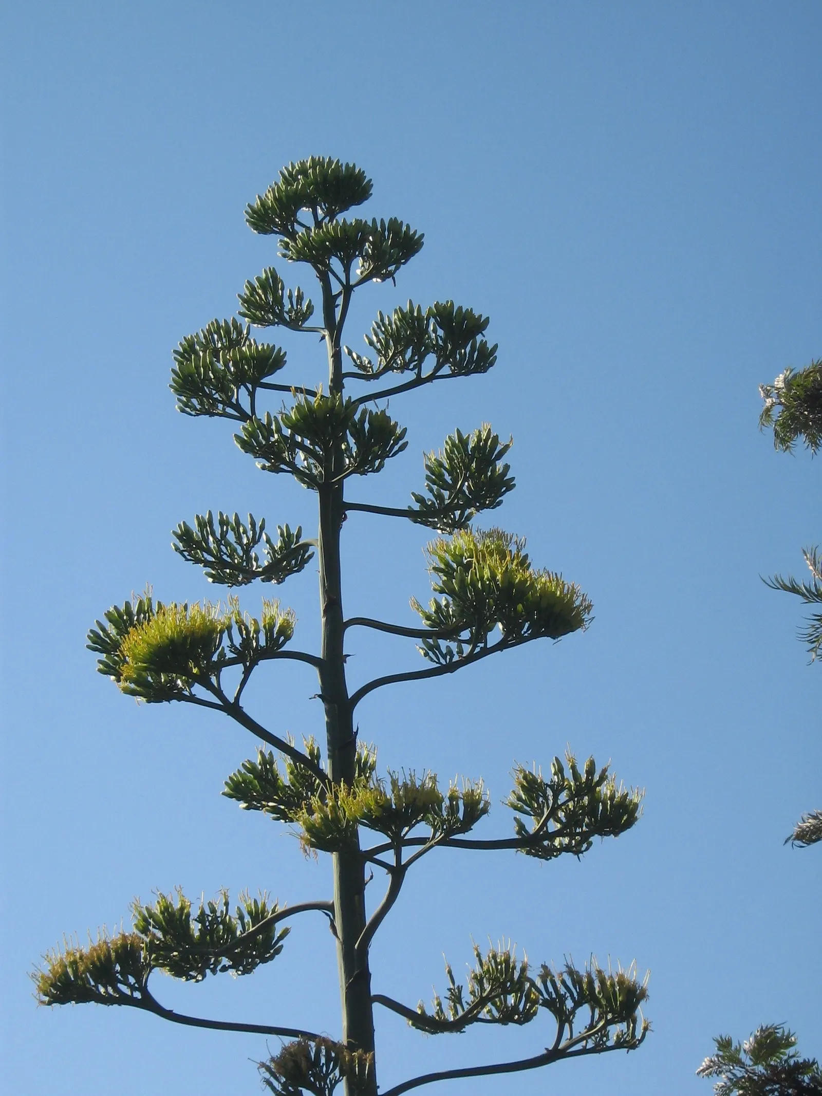 Century Plant, Maguey (Agave Americana) — striking rosette of fleshy spiny-edged leaves; being mindful of pedestrian traffic due to its sharp leaf tips