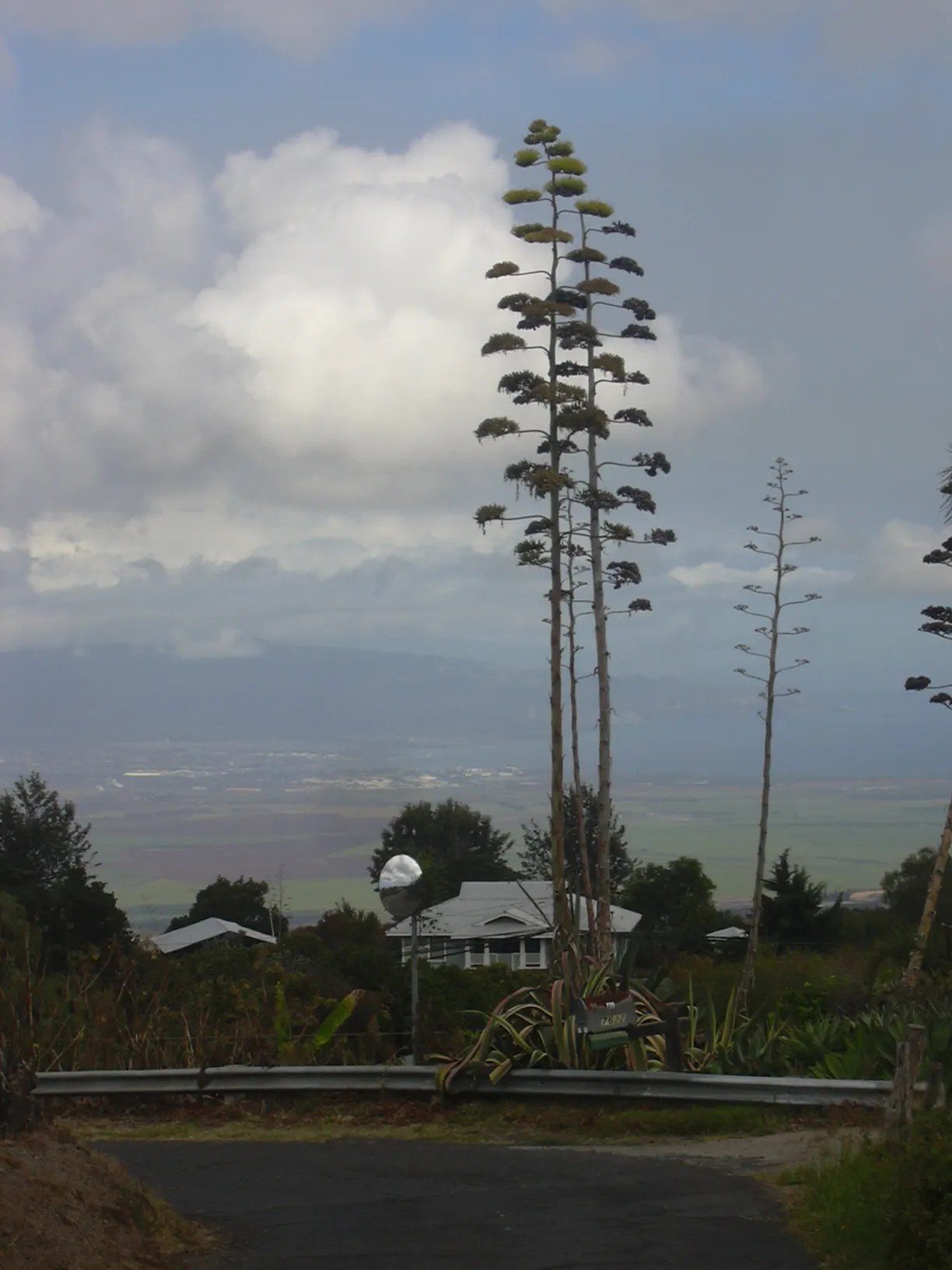 Century Plant, Maguey (Agave Americana) — The spectacular flower stalk soars quickly, often reaching heights of up to 15-30 feet, image 95
