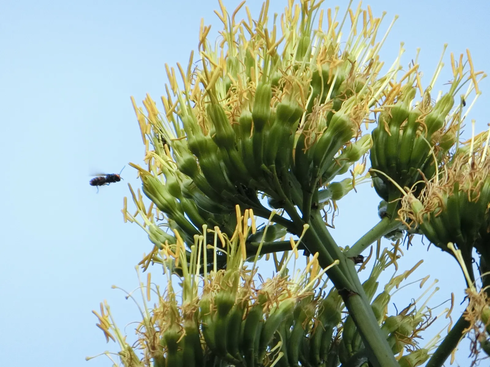Century Plant, Maguey (Agave Americana) — It thrives in full sun and requires well-draining soil to prevent root rot