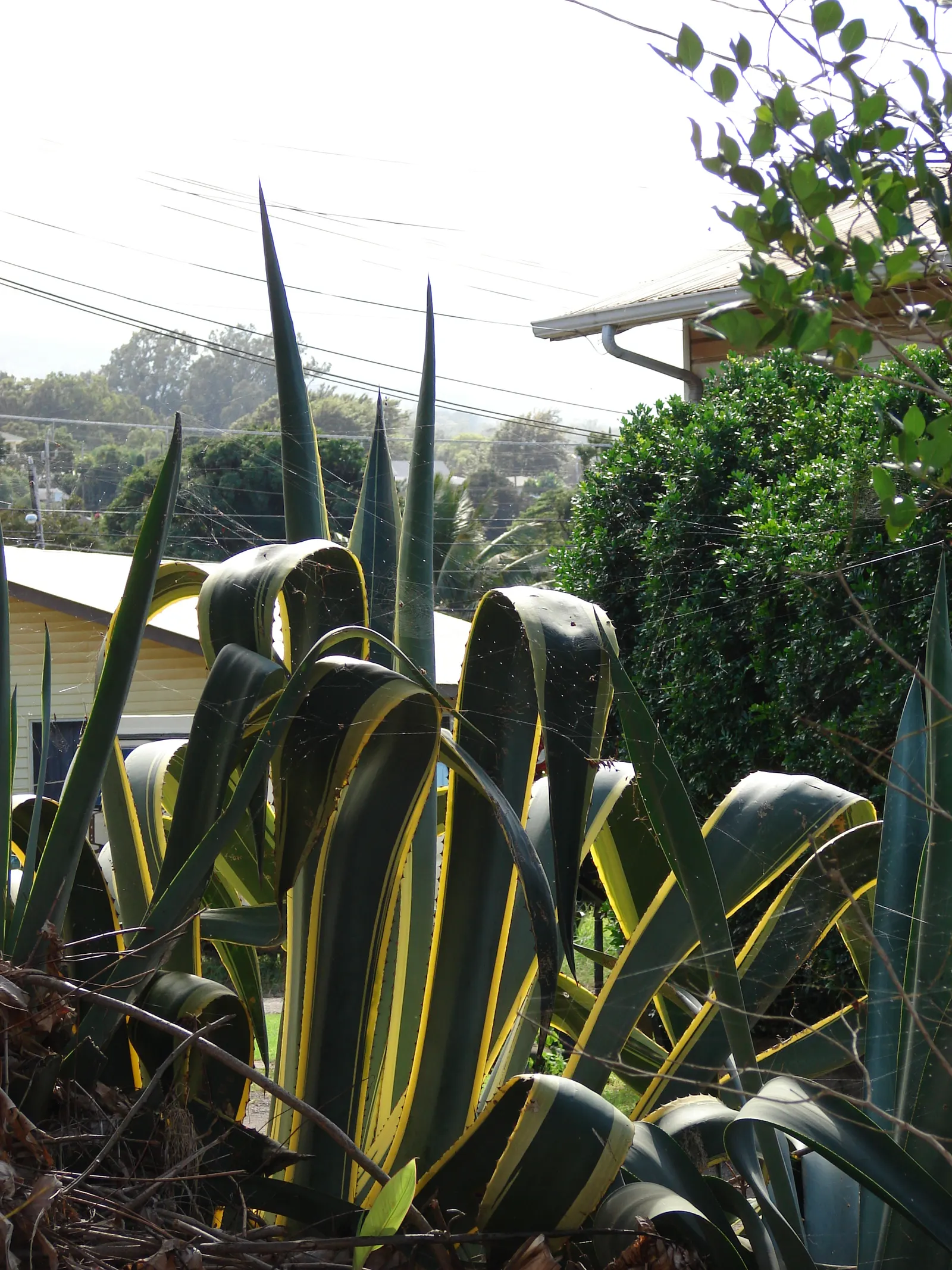 Century Plant, Maguey (Agave Americana) — but not before producing several offshoots around its base; perfect for xeriscaping, it thrives in, image 97