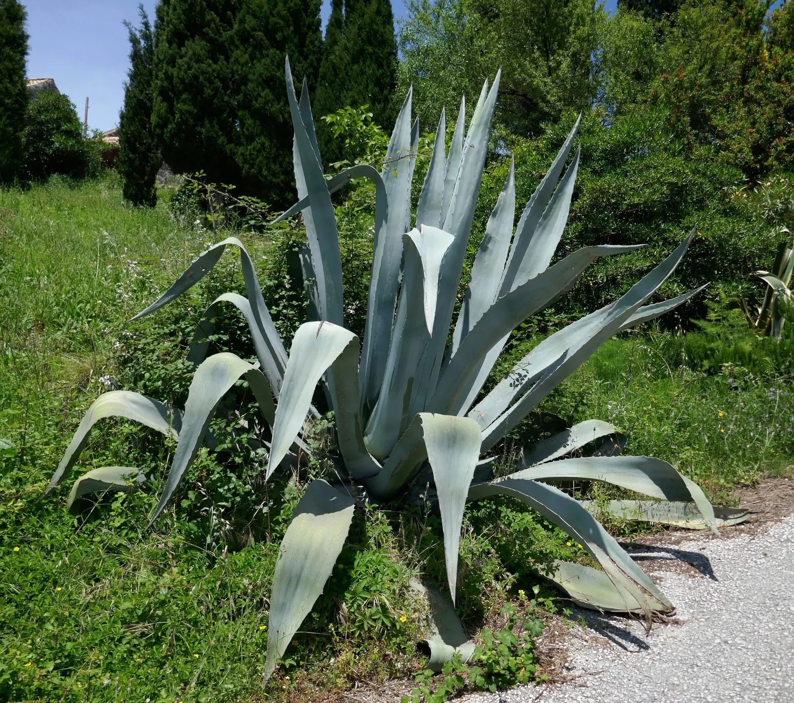 Century Plant, Maguey (Agave Americana) — is a dramatic succulent reaching sizes of 6-10 ft wide with gray to blue-green leaves; the spectacular, image 86