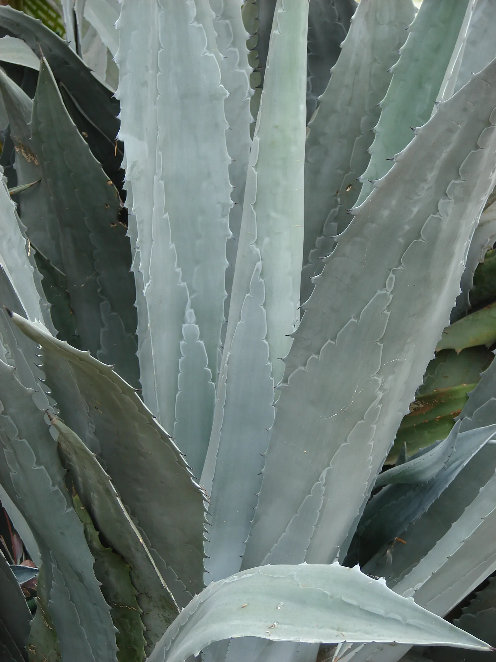 Century Plant, Maguey (Agave Americana) — the plant will gradually die; being mindful of pedestrian traffic due to its sharp leaf tips, image 96