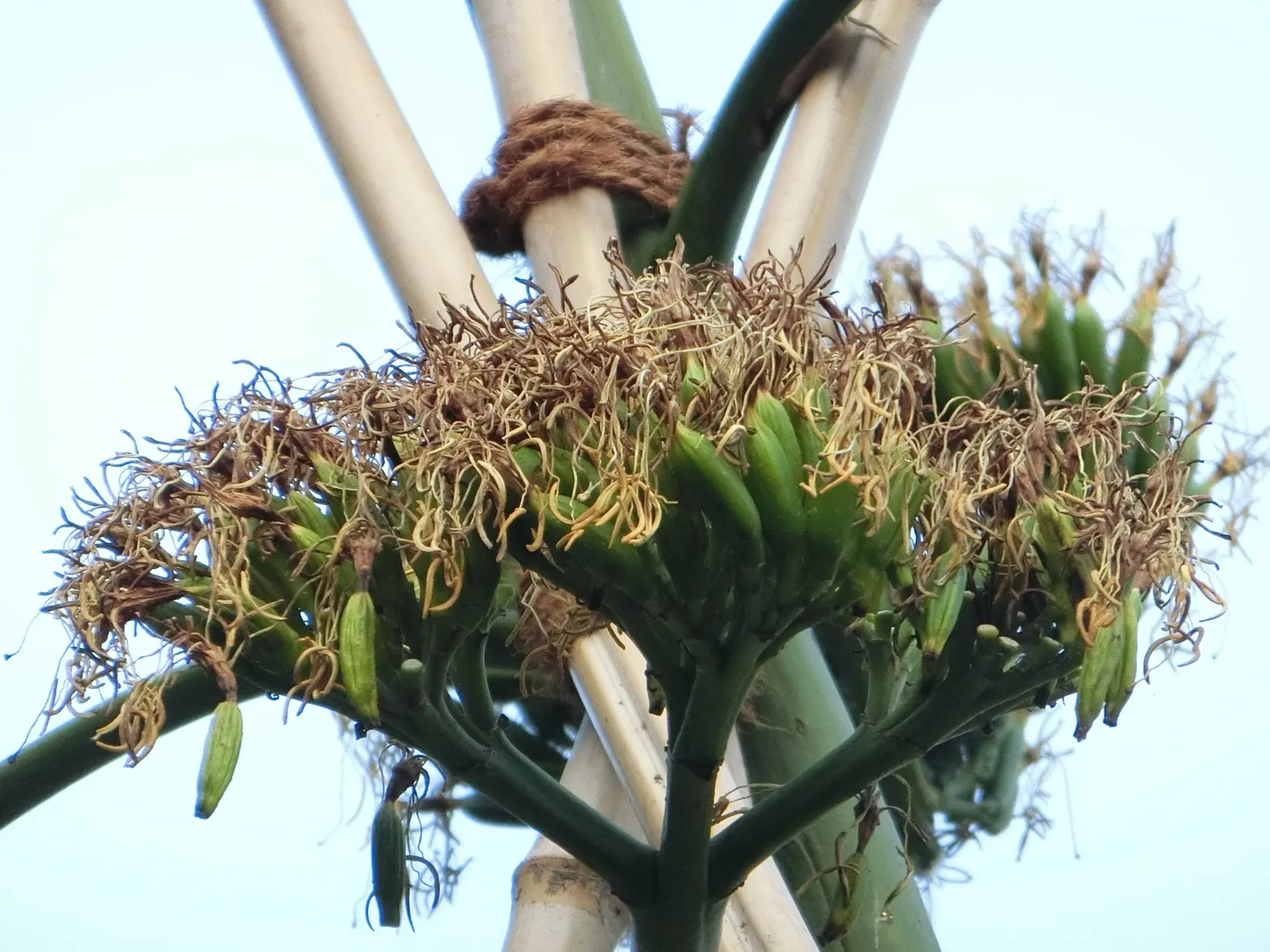 Century Plant, Maguey (Agave Americana) — commonly known as Century Plant or Maguey; perfect for xeriscaping, it thrives in well-draining soil and full sun