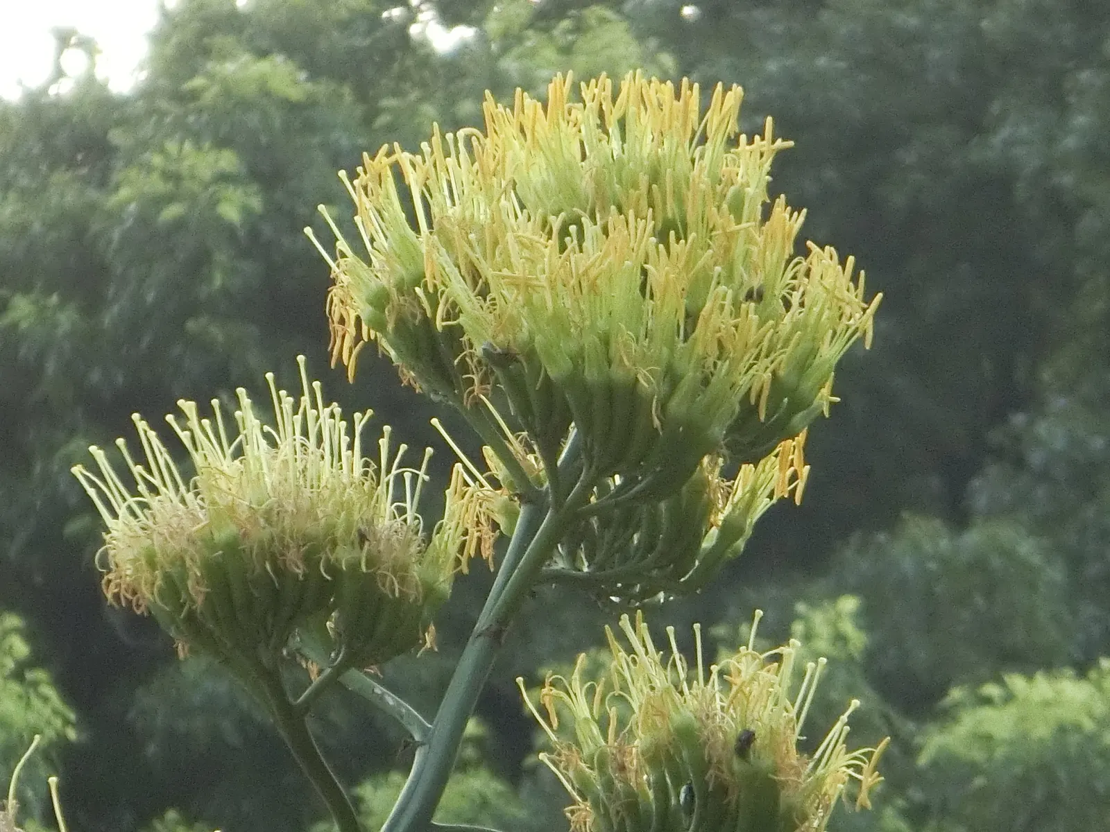 Century Plant, Maguey (Agave Americana) — Native to Mexico and the southwestern United States; the spectacular flower stalk soars quickly, often, image 50