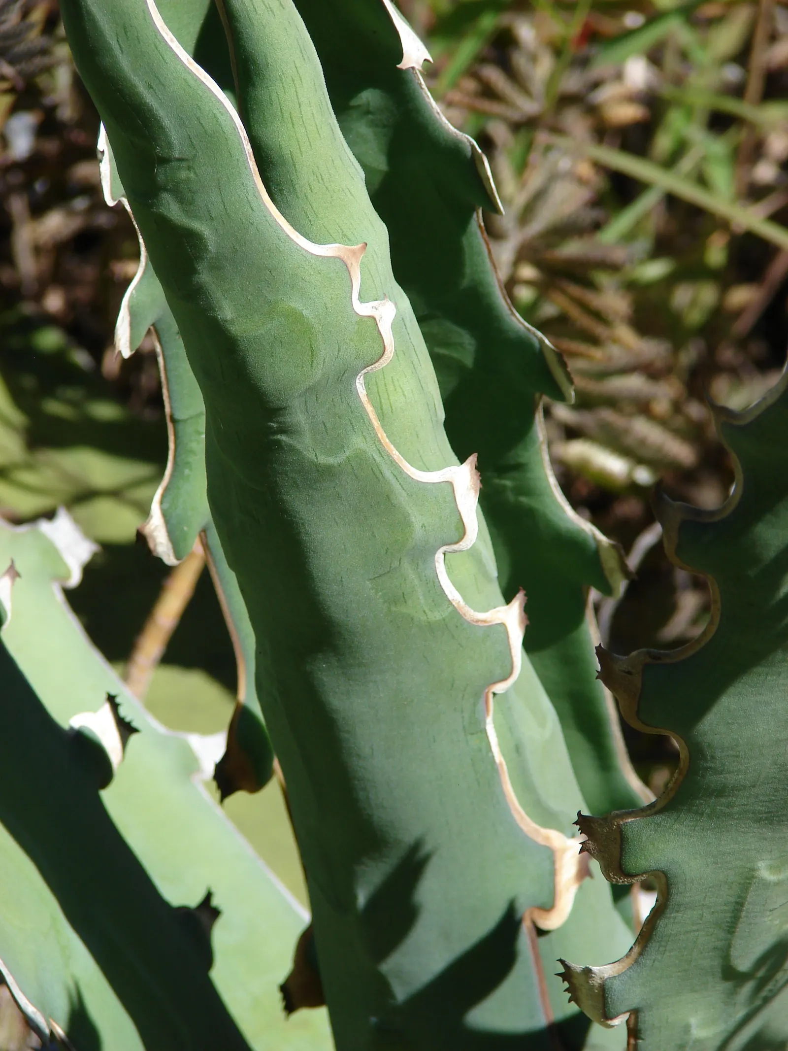 Century Plant, Maguey (Agave Americana) — Native to Mexico and the southwestern United States; the spectacular flower stalk soars quickly, often, image 134