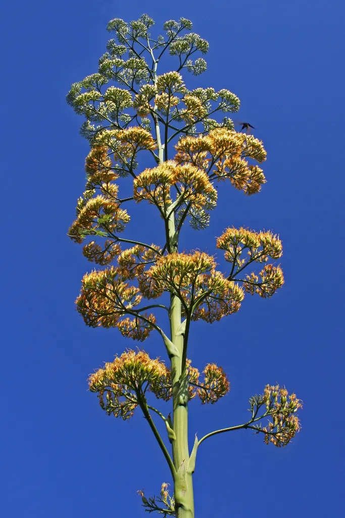 Century Plant, Maguey (Agave Americana) — It thrives in full sun and requires well-draining soil to prevent root rot; the spectacular flower stalk soars