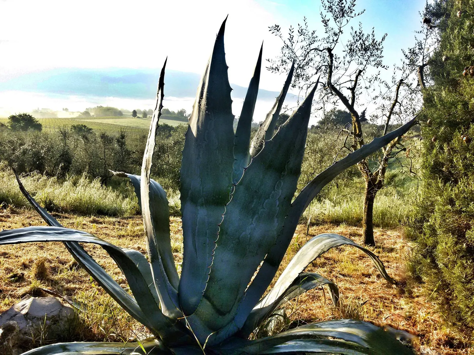 Century Plant, Maguey (Agave Americana) — succulent for full; being mindful of pedestrian traffic due to its sharp leaf tips, image 126