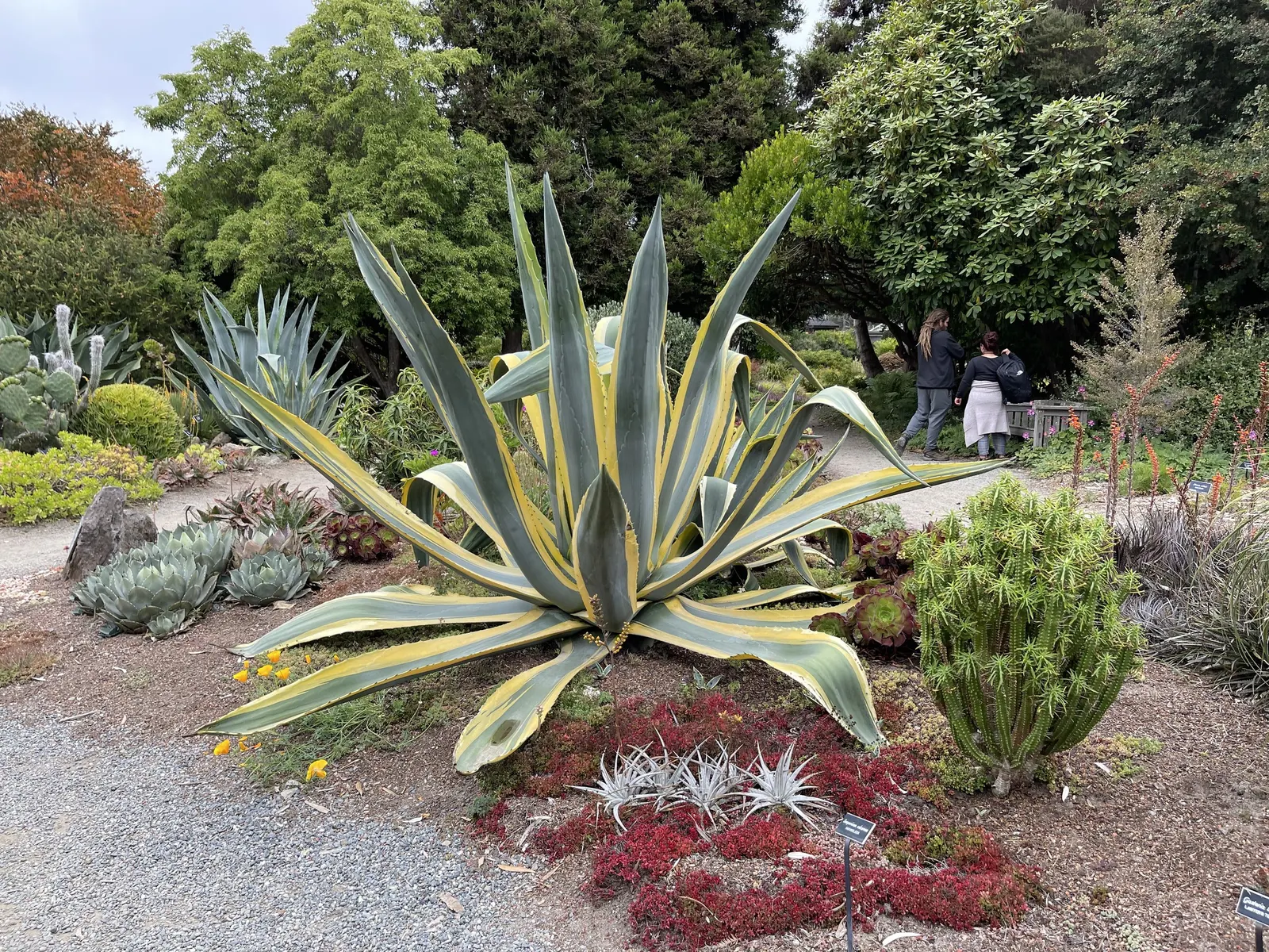 Century Plant, Maguey (Agave Americana) — being mindful of pedestrian traffic due to its sharp leaf tips, image 123