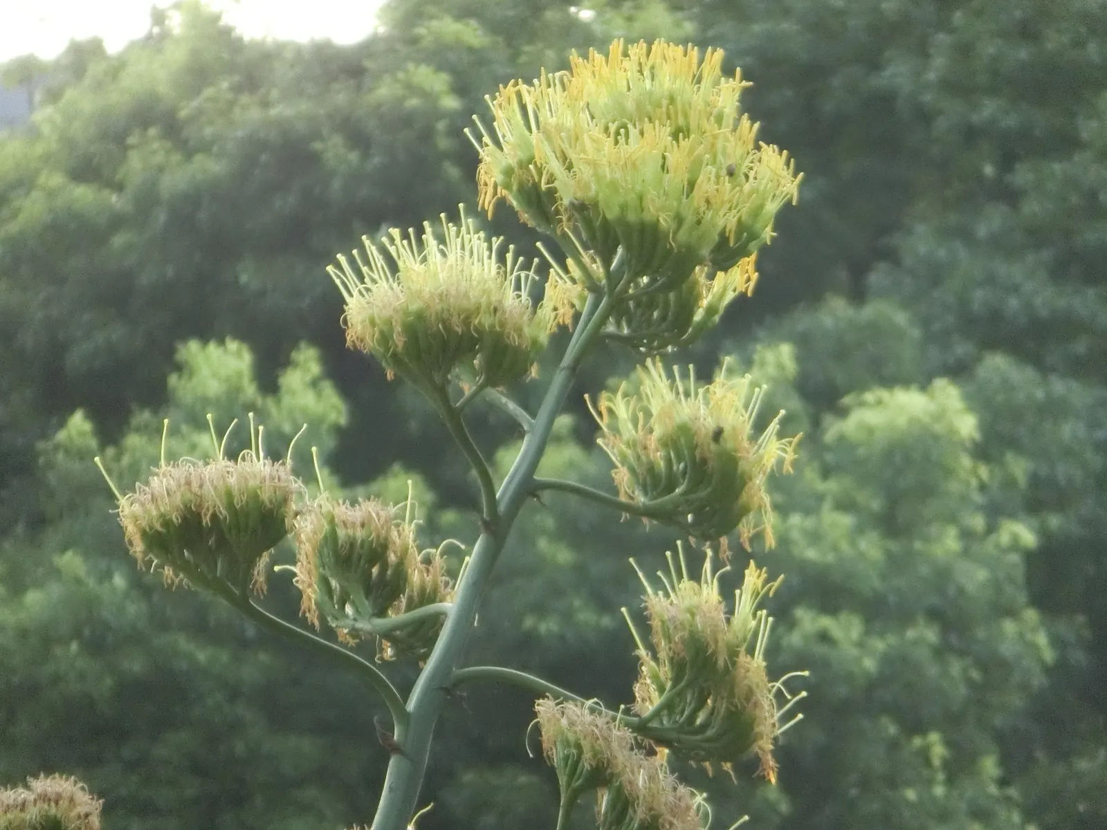 Century Plant, Maguey (Agave Americana) — this low-maintenance and drought-tolerant Agave makes an impressive focal point; perfect for xeriscaping, image 100