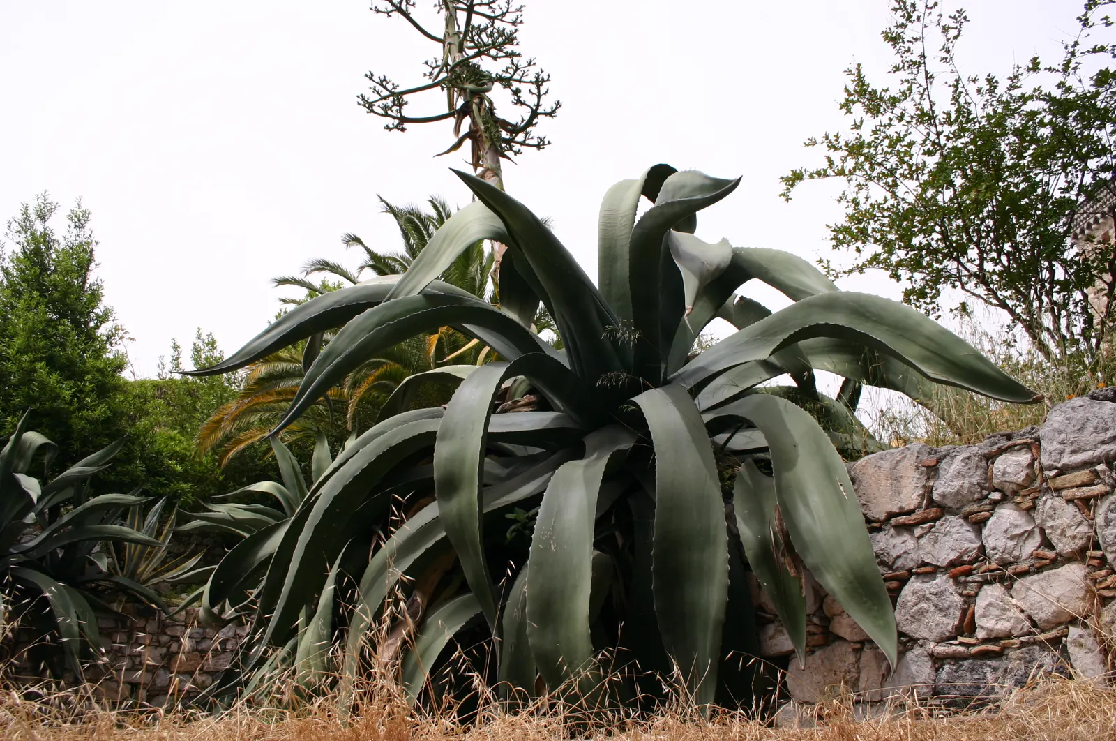 Century Plant, Maguey (Agave Americana) — Contrary to its name, it flowers once in its lifetime, typically between 10 and 30 years; perfect for xeriscaping, it