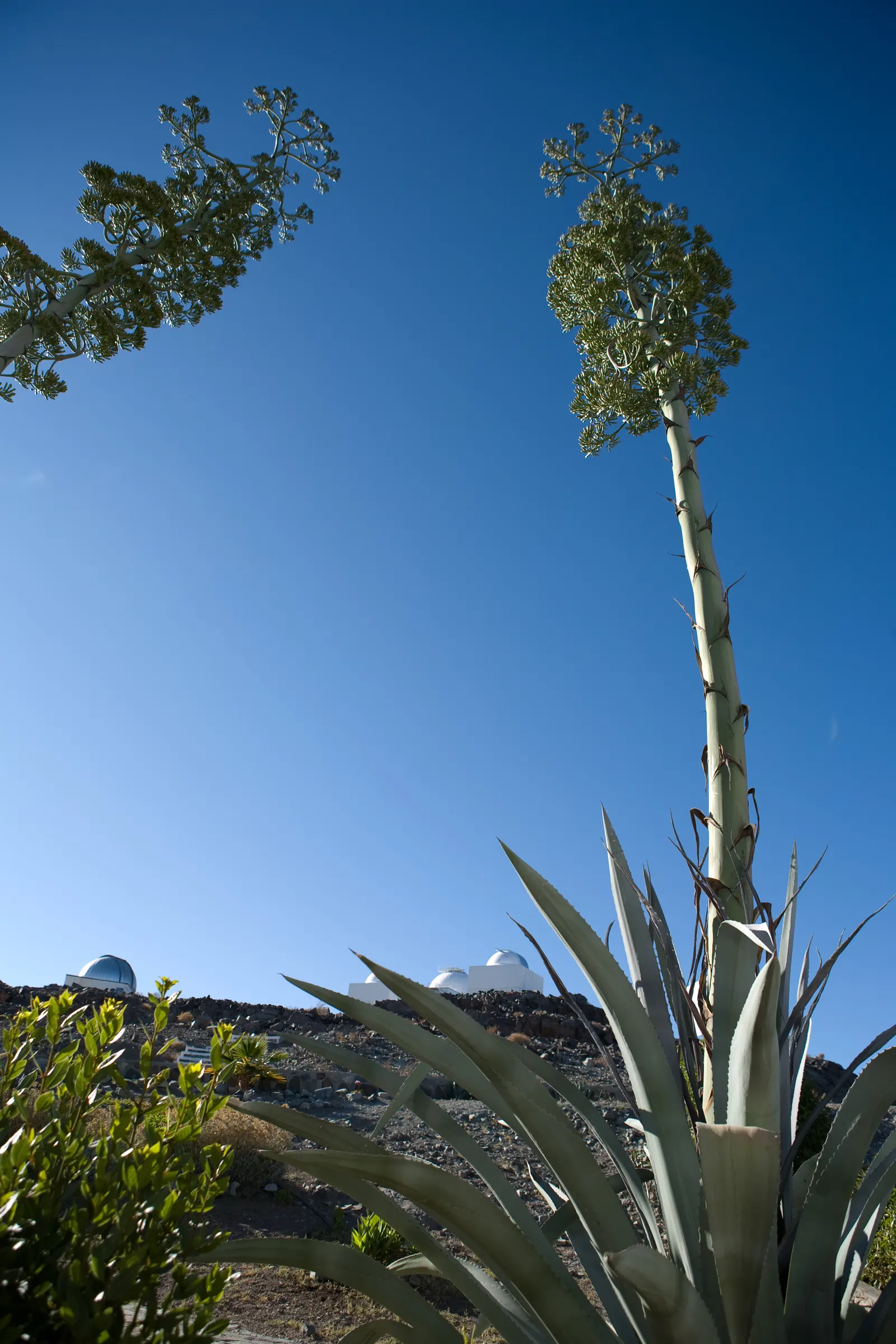 Century Plant, Maguey (Agave Americana) — is a dramatic succulent reaching sizes of 6-10 ft wide with gray to blue-green leaves; the spectacular, image 65