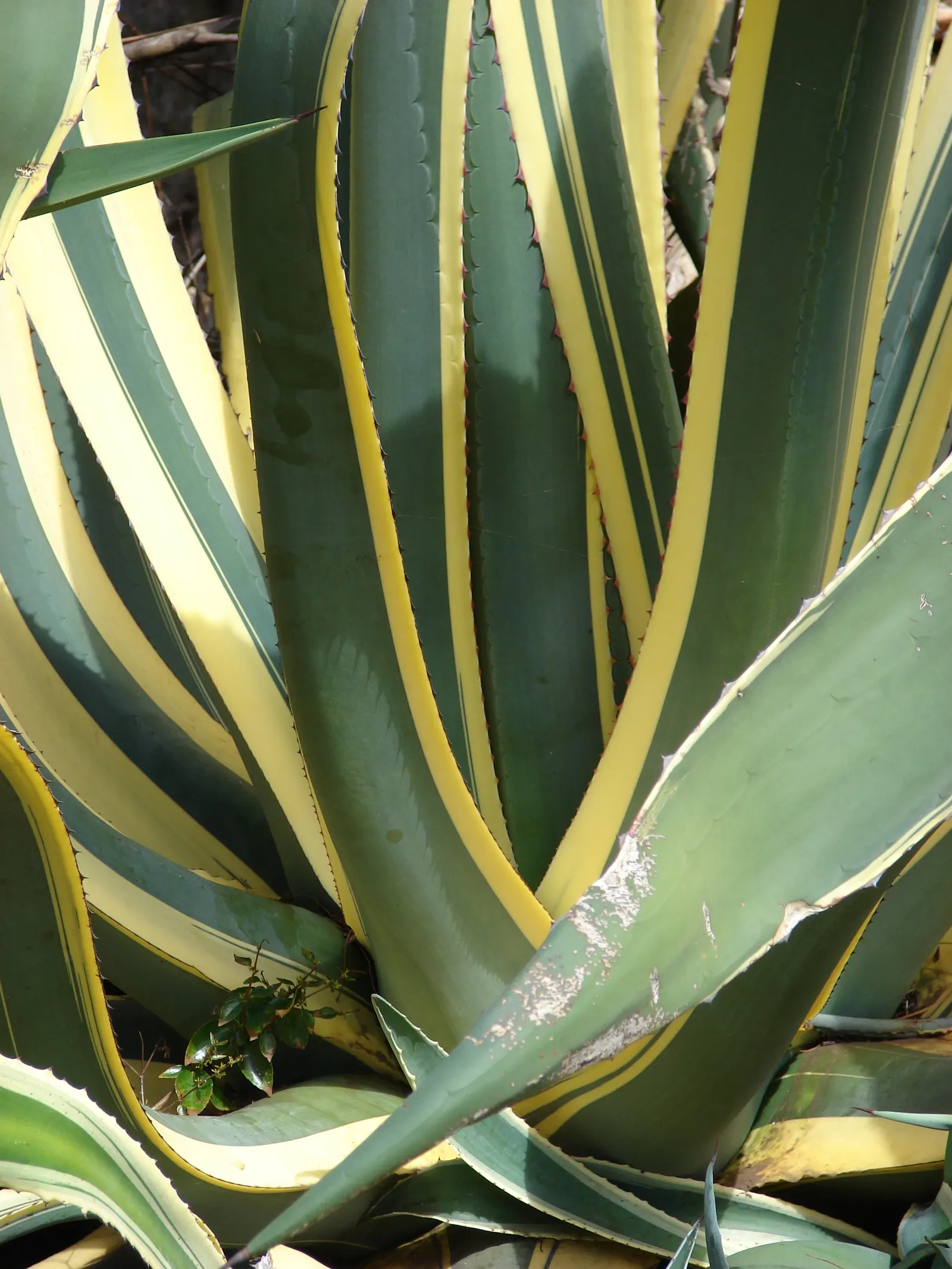 Century Plant, Maguey (Agave Americana) — The spectacular flower stalk soars quickly, often reaching heights of up to 15-30 feet, image 74