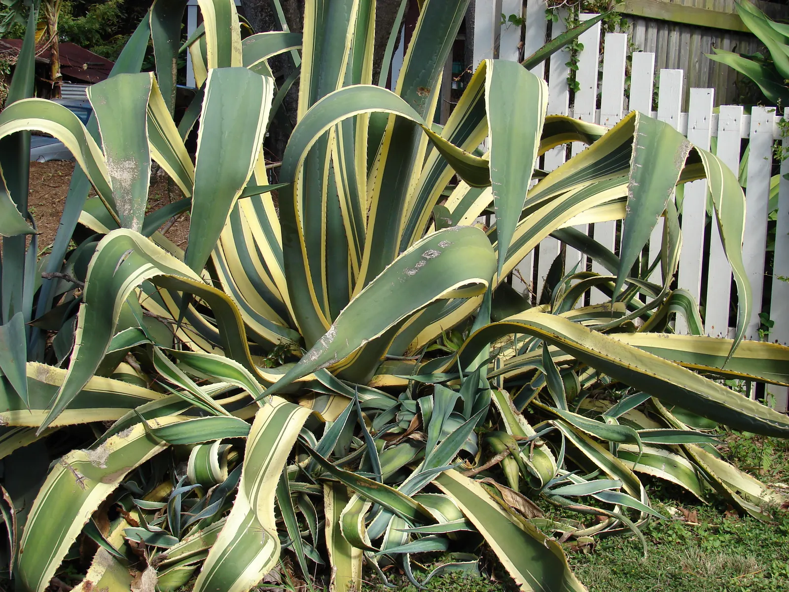 Century Plant, Maguey (Agave Americana) — the plant will gradually die; being mindful of pedestrian traffic due to its sharp leaf tips, image 138